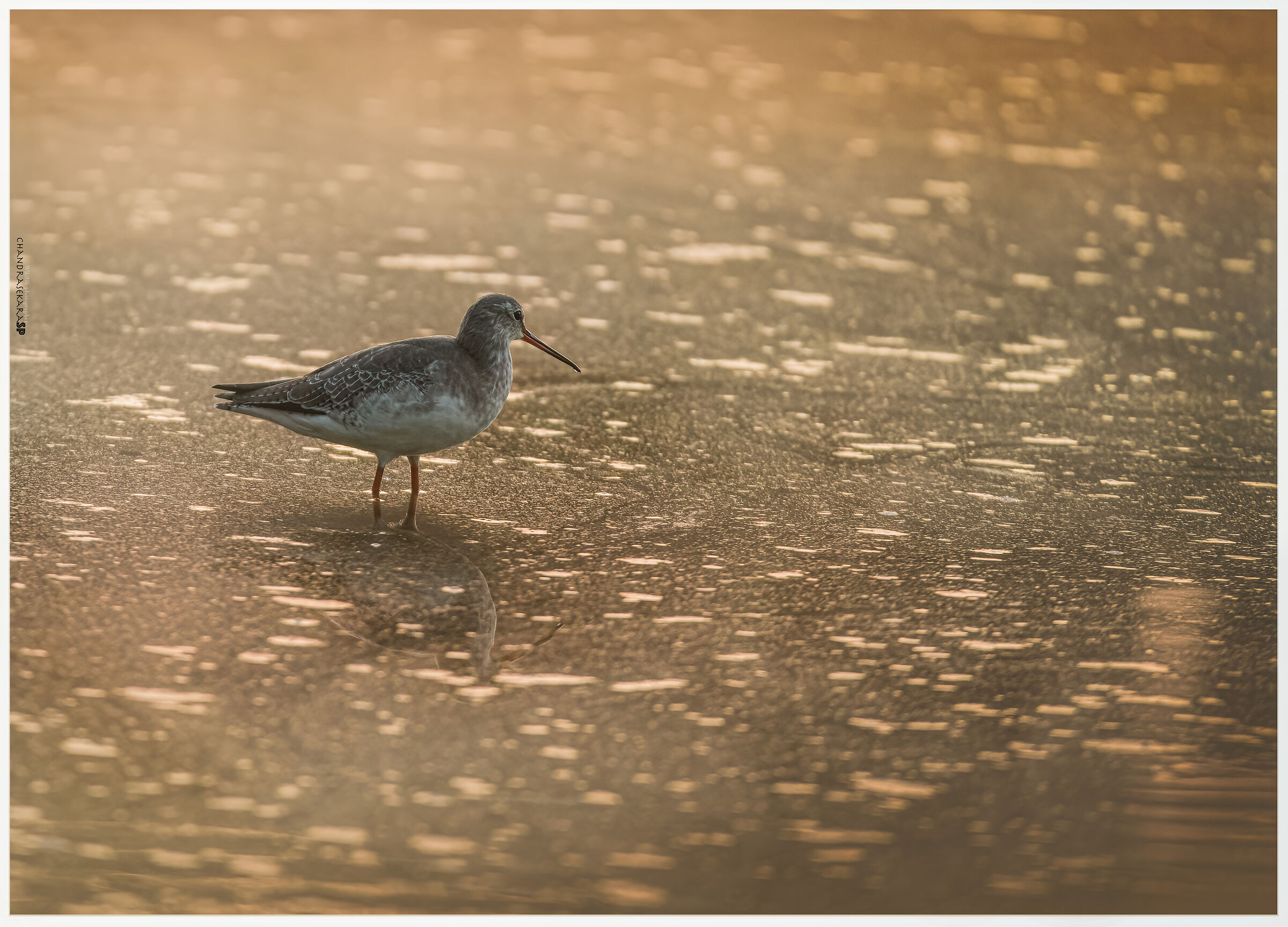 greenshank