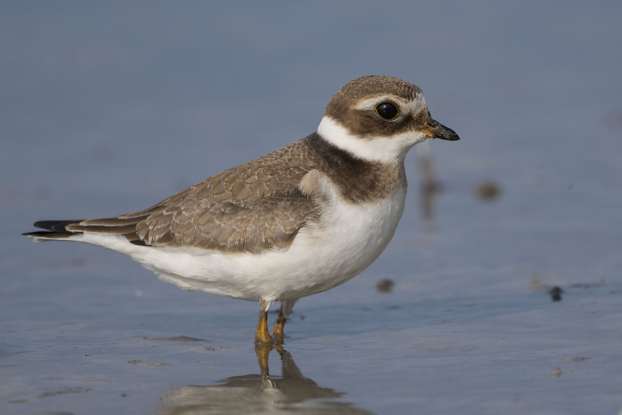 Big courier 500 PF with the 2X....