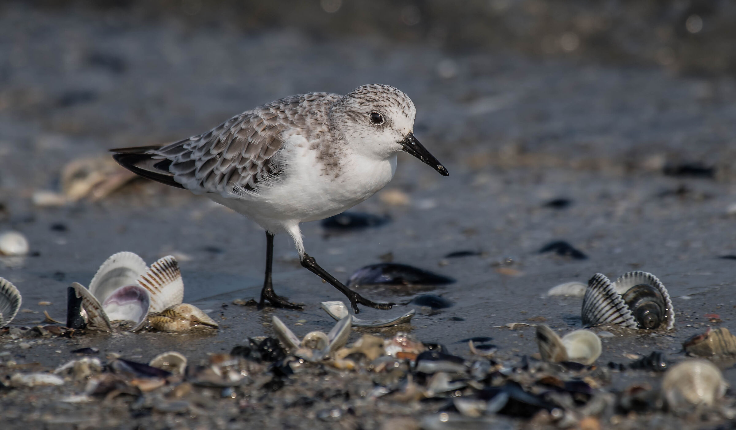 piovanello tridattilo