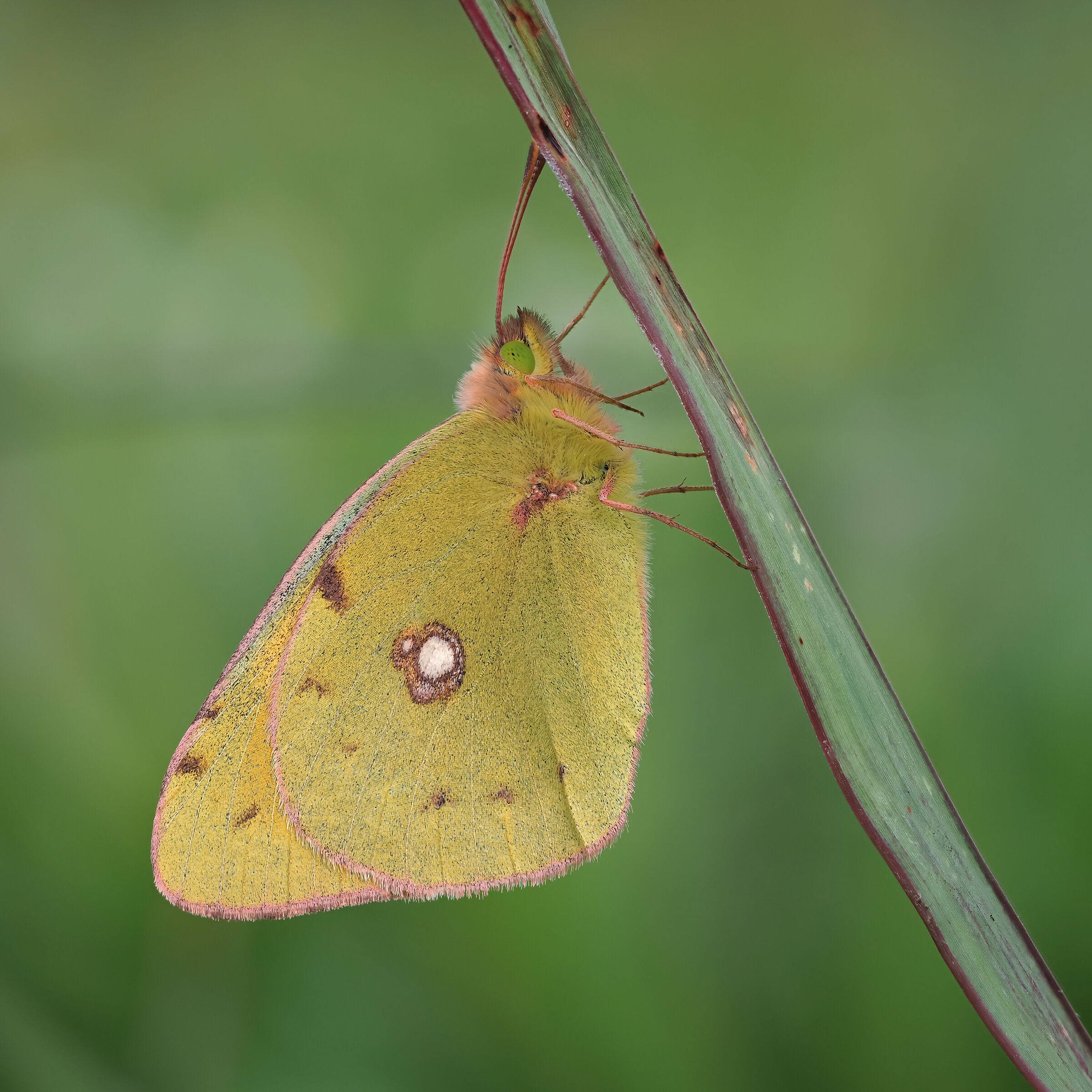 Colias crocea