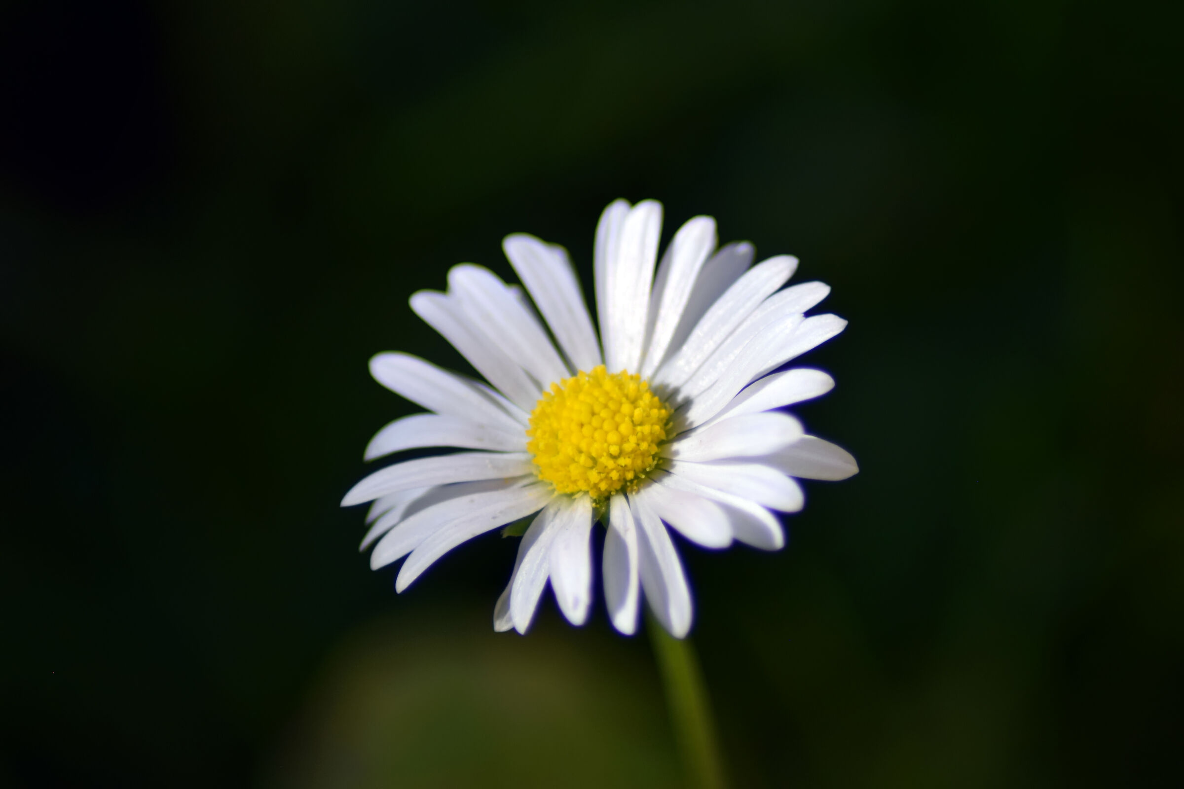 Margherita