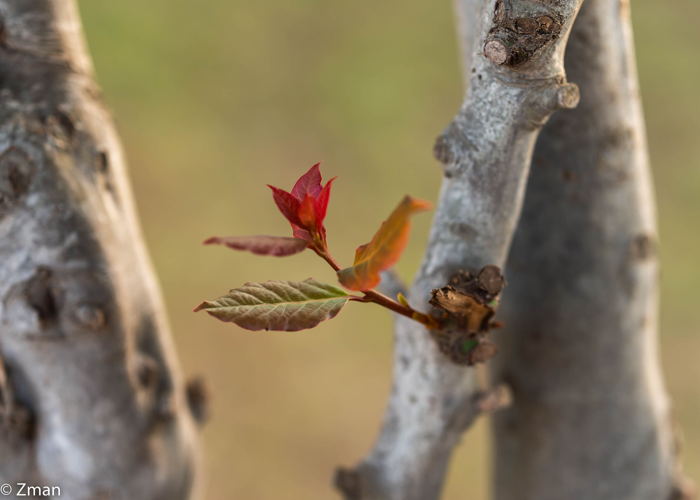 Foglie di quercia giovani