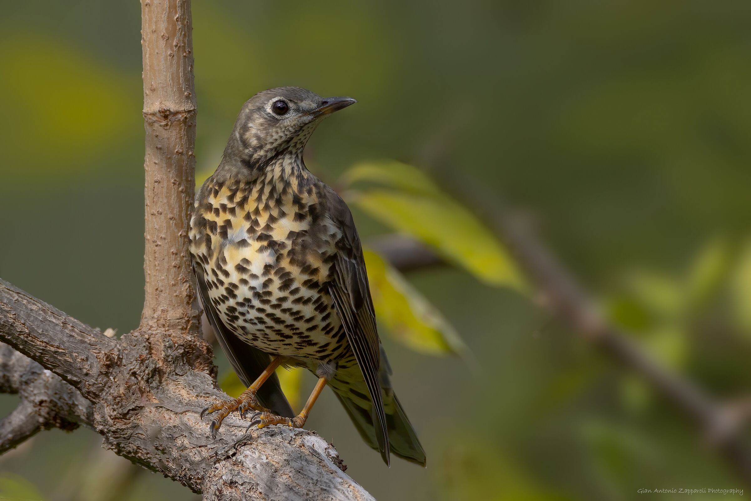 Tordela (Turdus viscivorus)