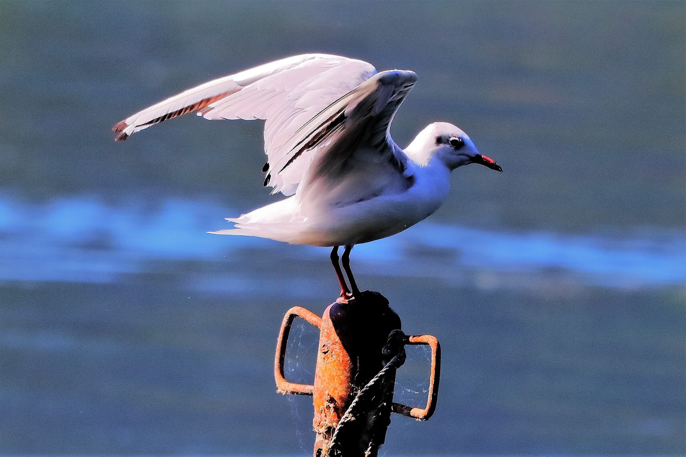 gabbiano terrestre 31-07-2022