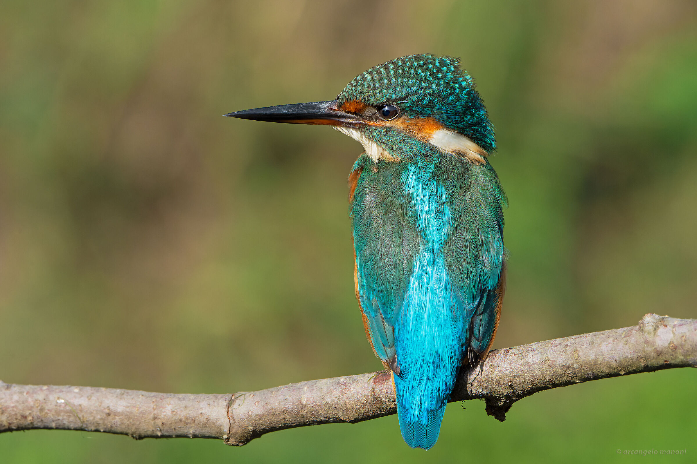 The profile of the martina