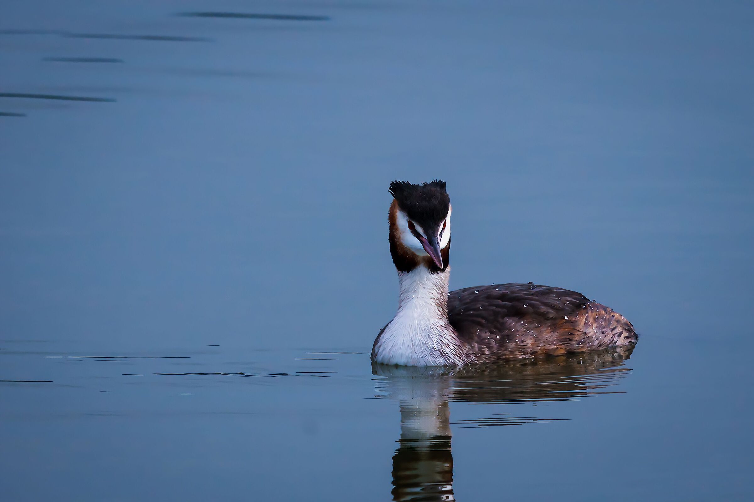 Grebe Lake Chiusi