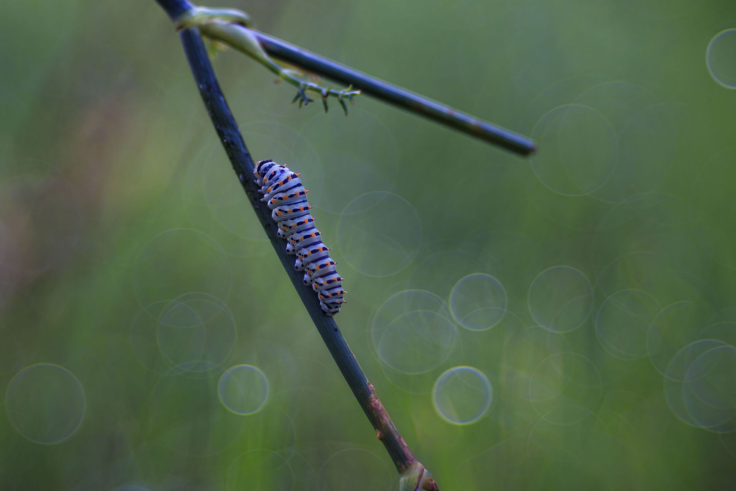 Macaone with Trioplan