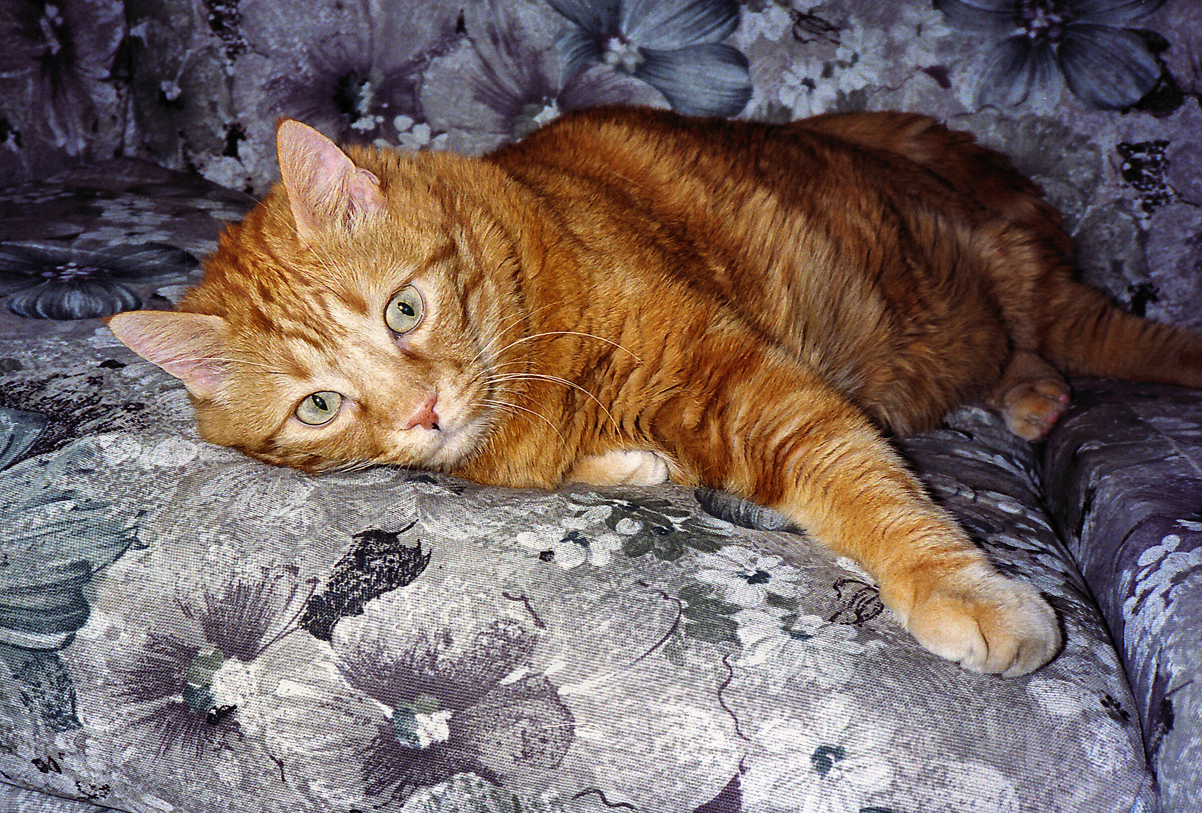 Pussy rests