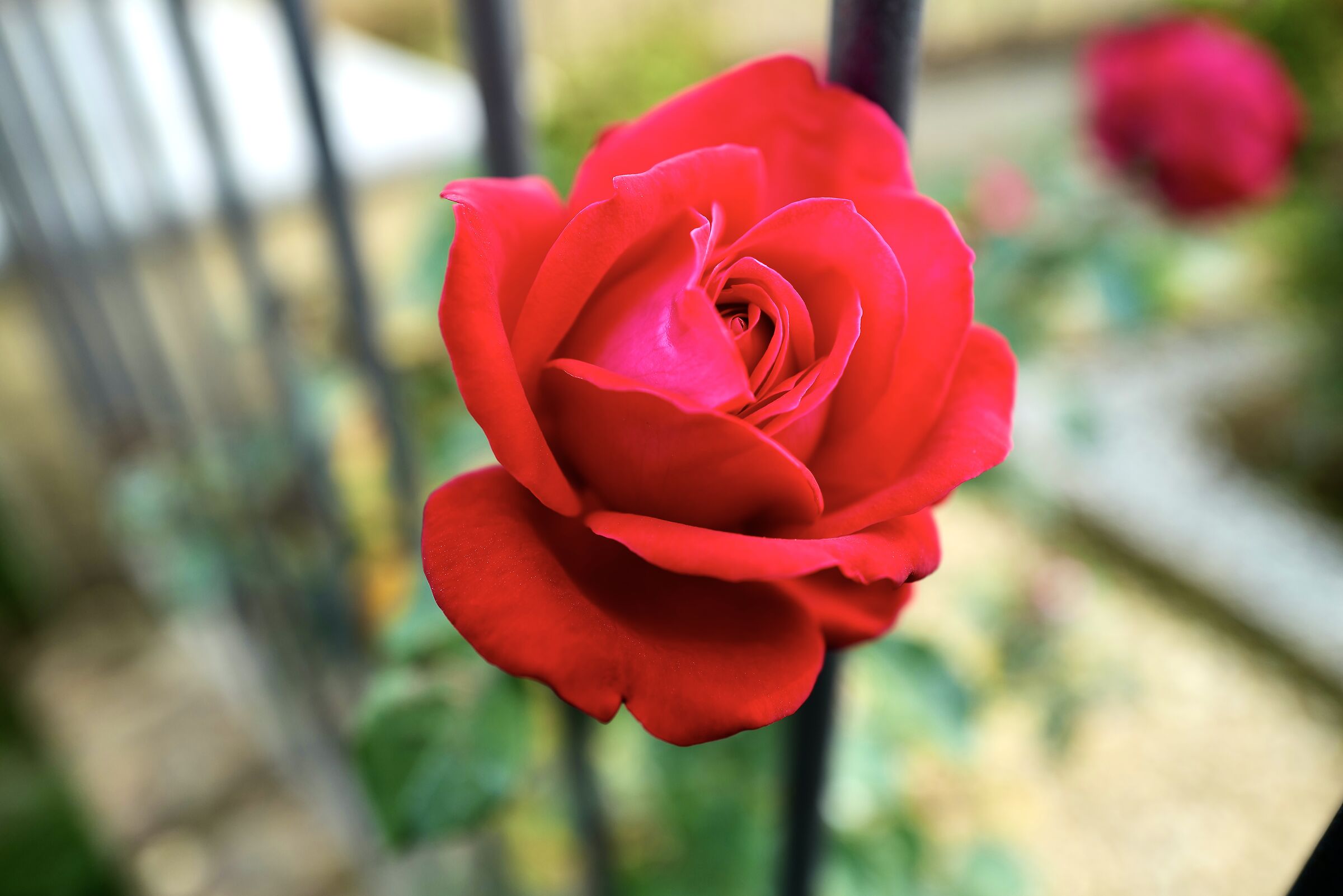 Country rose