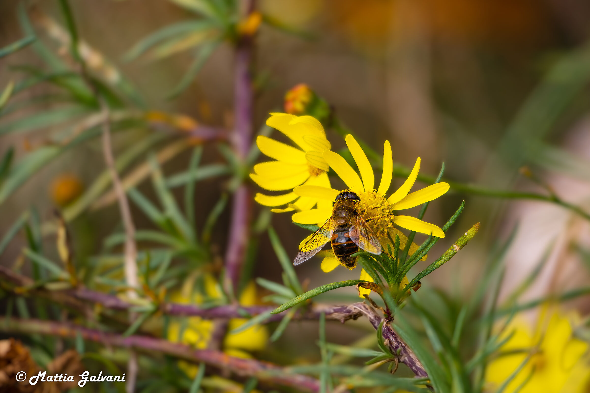 Fiori di montagna