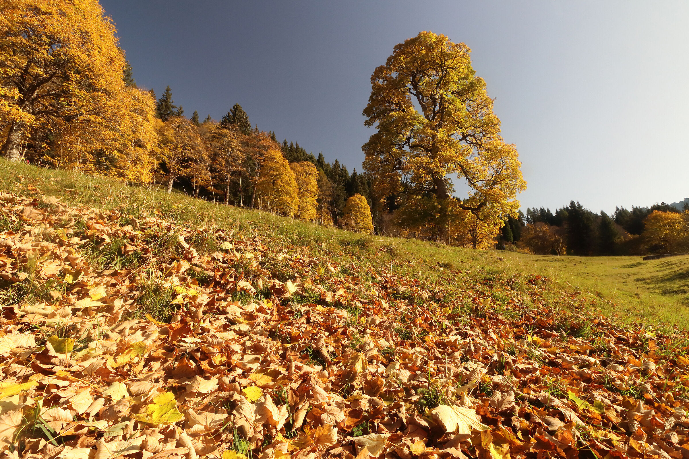 il tappeto degli aceri