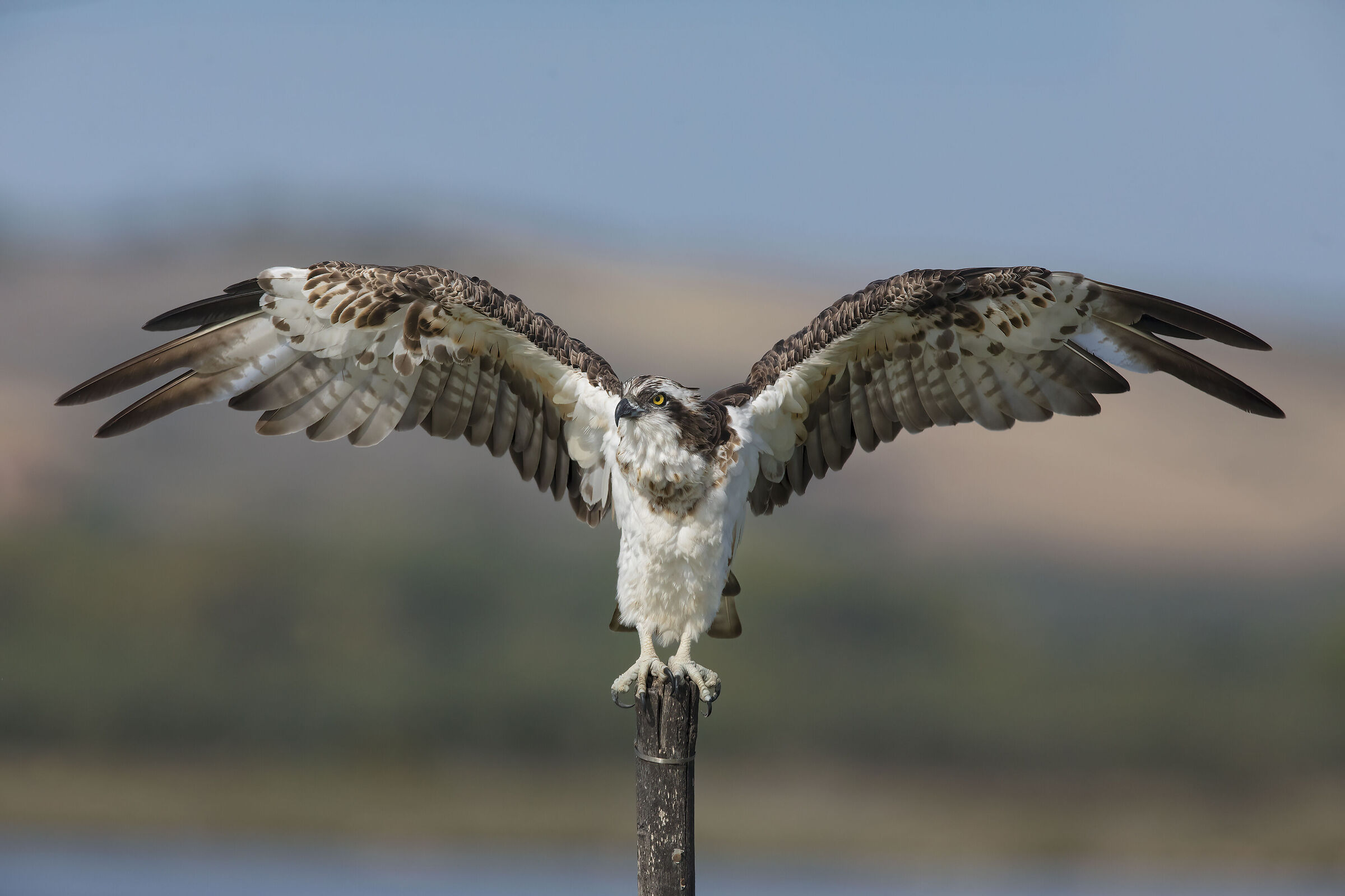 falco pescatore...display