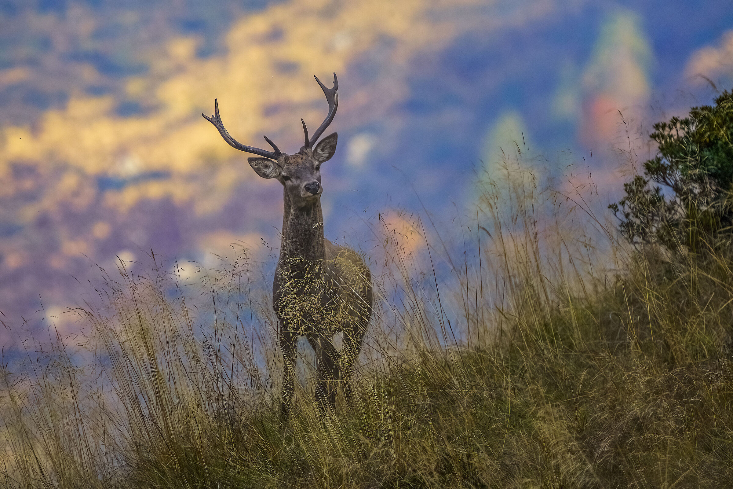 Curious deer