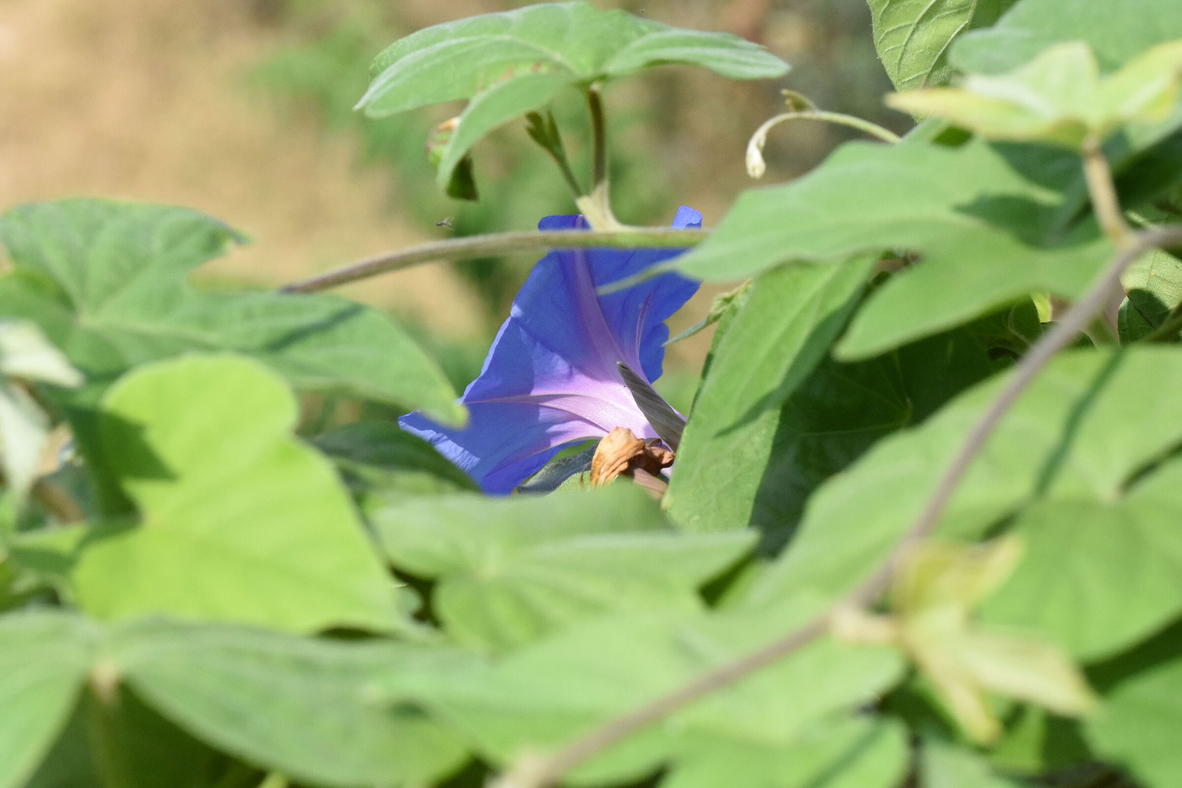 " ISO 4.0 0 0 " , F. 8, 1/ 8.0 0 0- Sigma 85, 1.4 ...