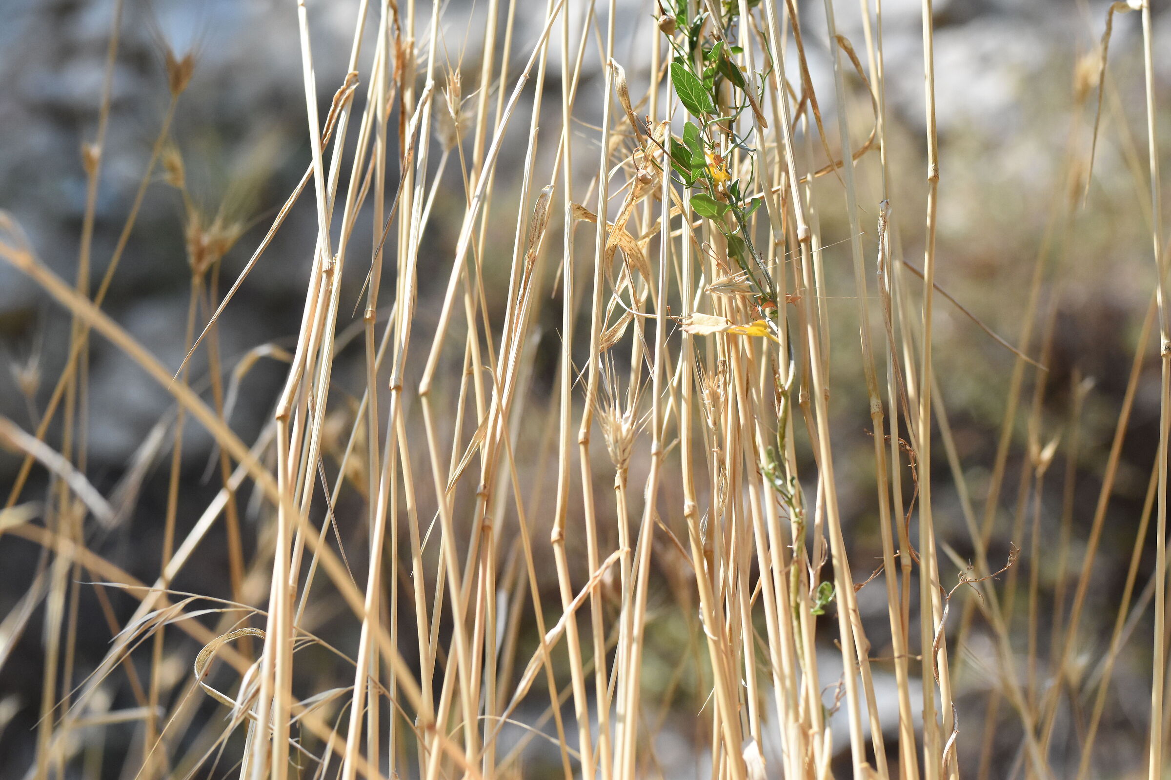 " ISO 2.0 0 0 " , F. 4.8, 1/ 8.0 0 0- Sigma 85, 1....