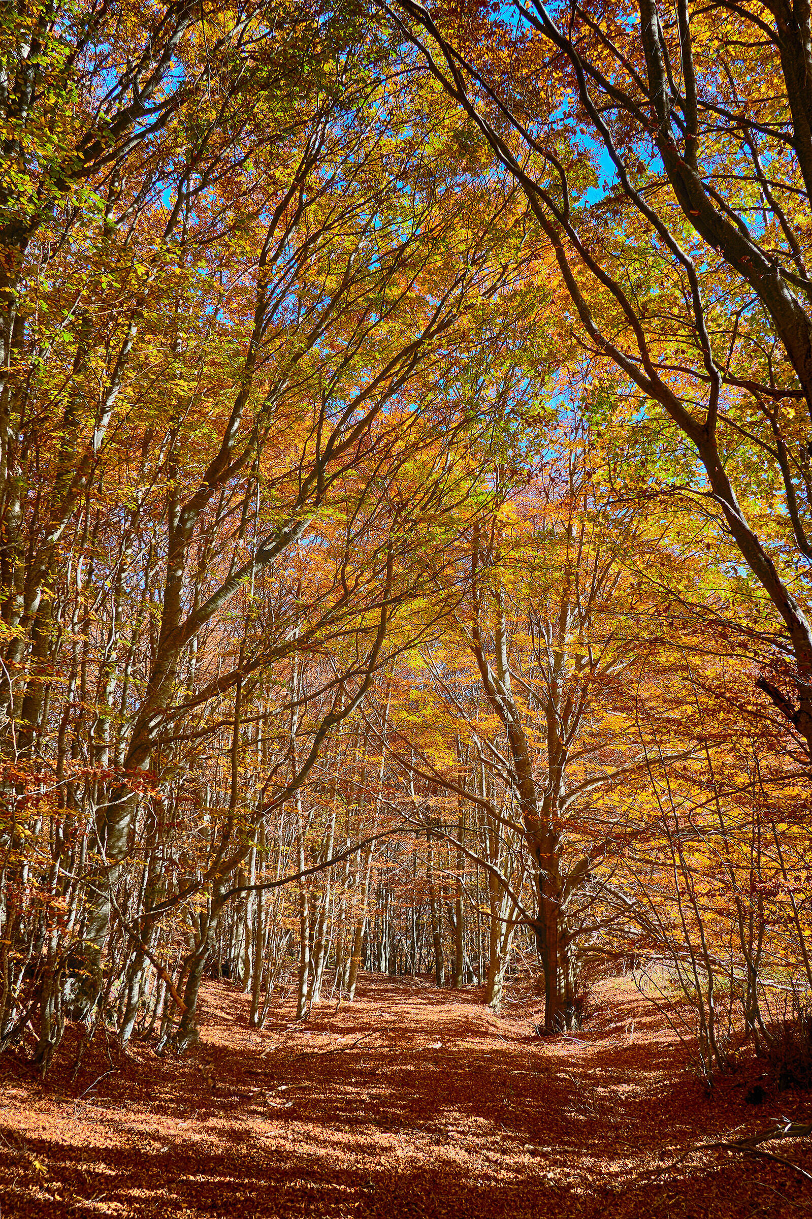 Foliage1 - Caldirola/Rifugio Orsi - 10.2022