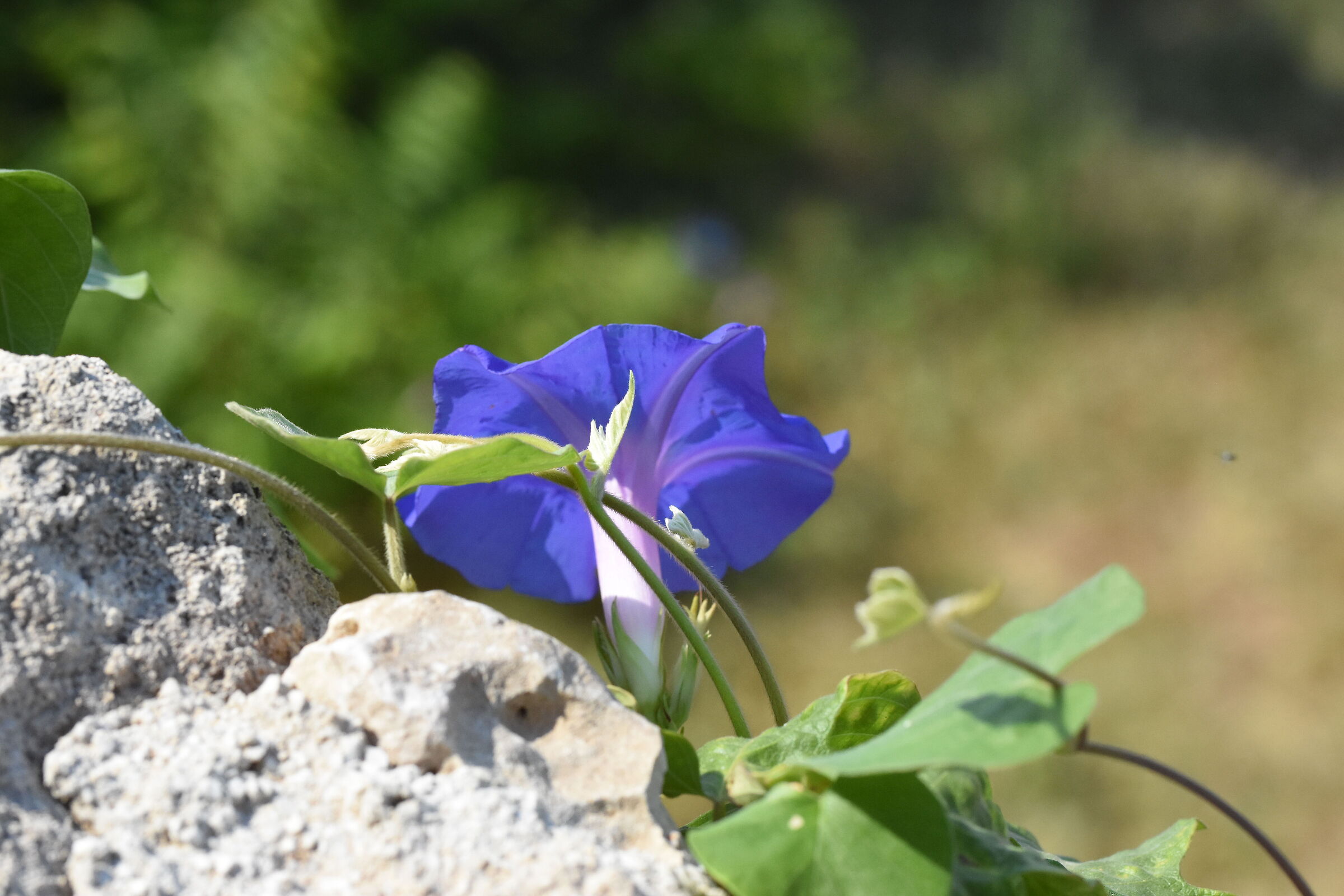 " ISO 2.0 0 0 " , F. 5.6, 1/ 8.0 0 0- Sigma 85, 1....