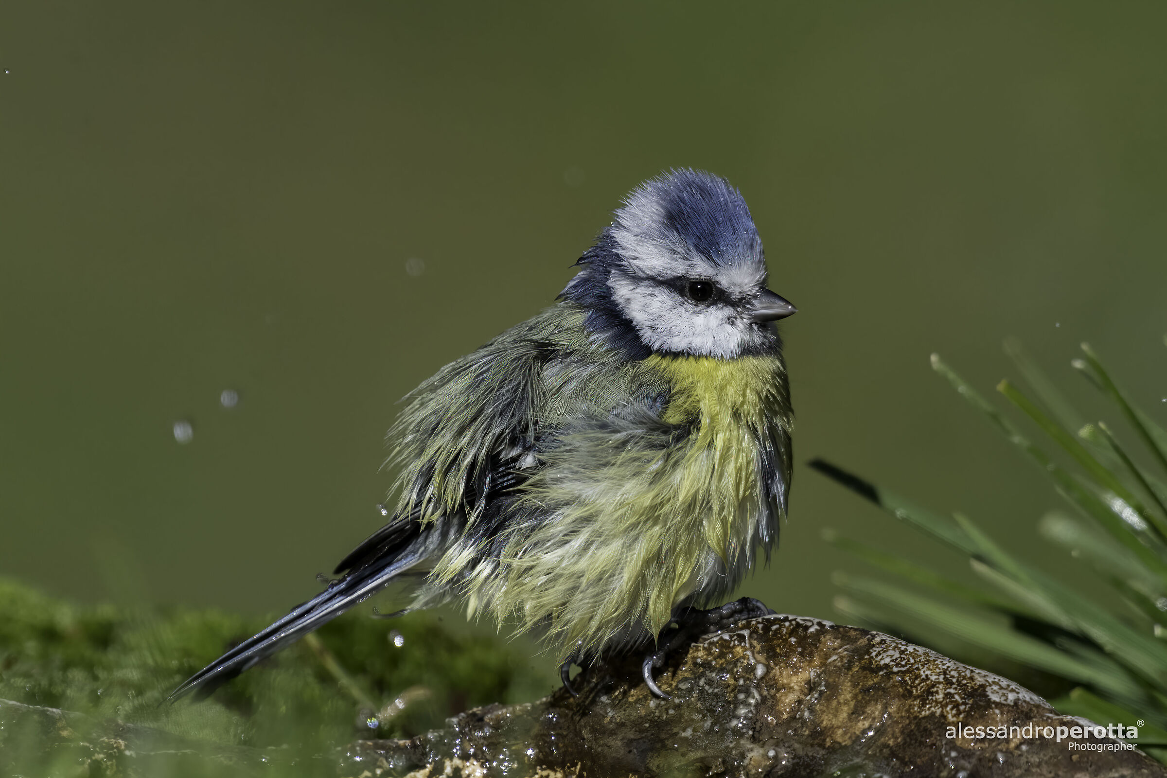 Cyanistes caeruleus