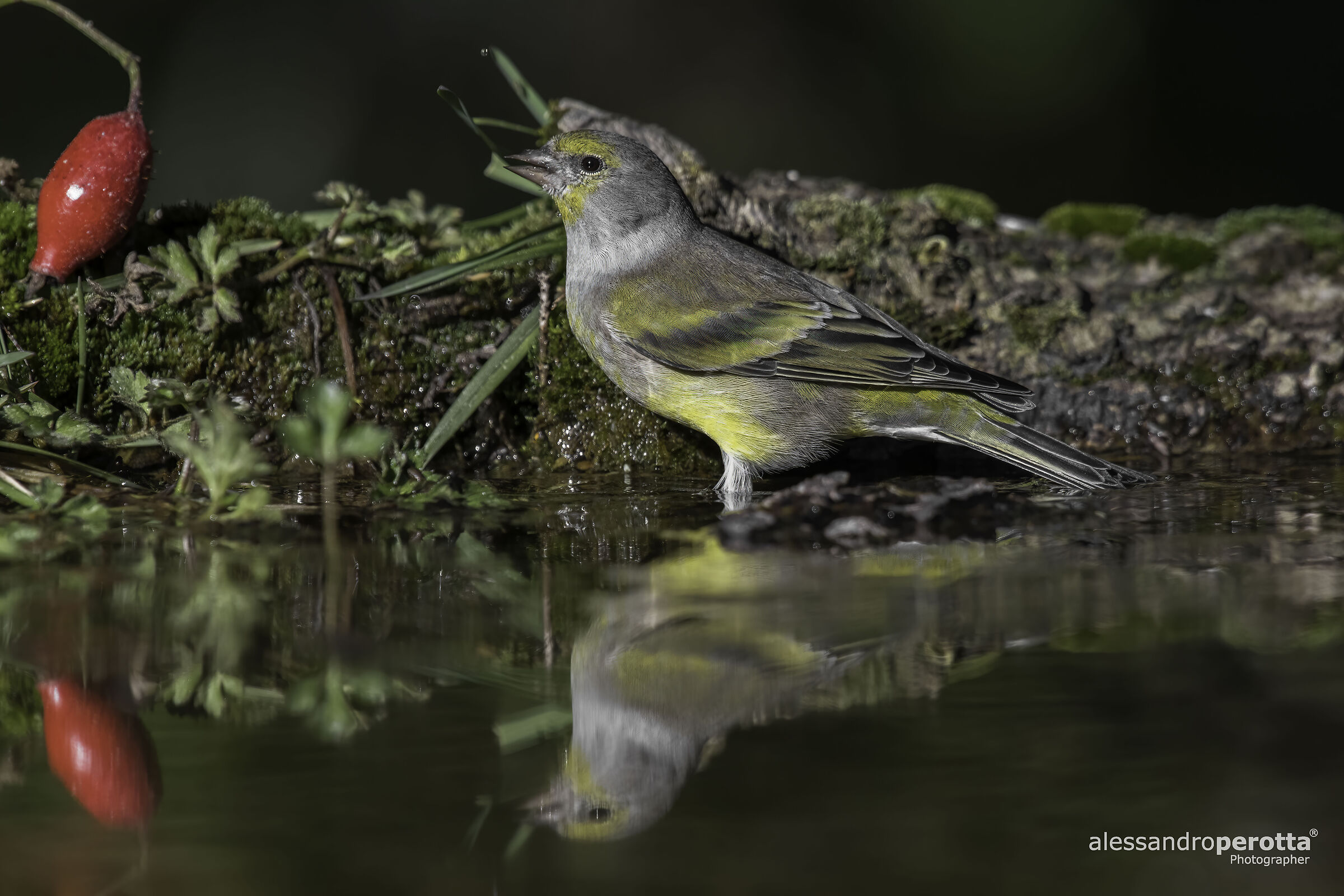 Carduelis citrinella