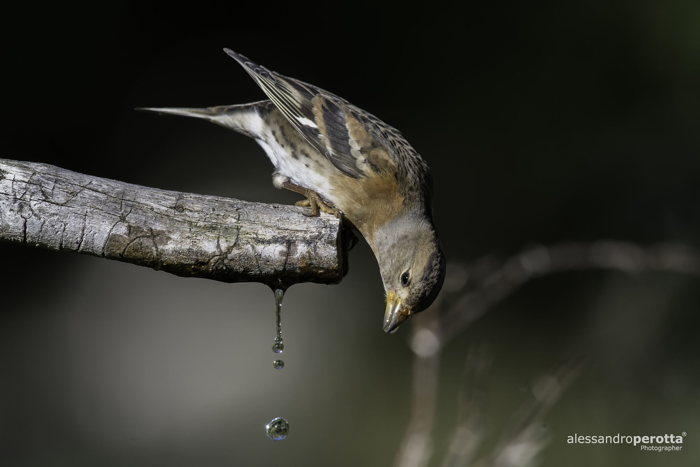 Fringilla montifringilla