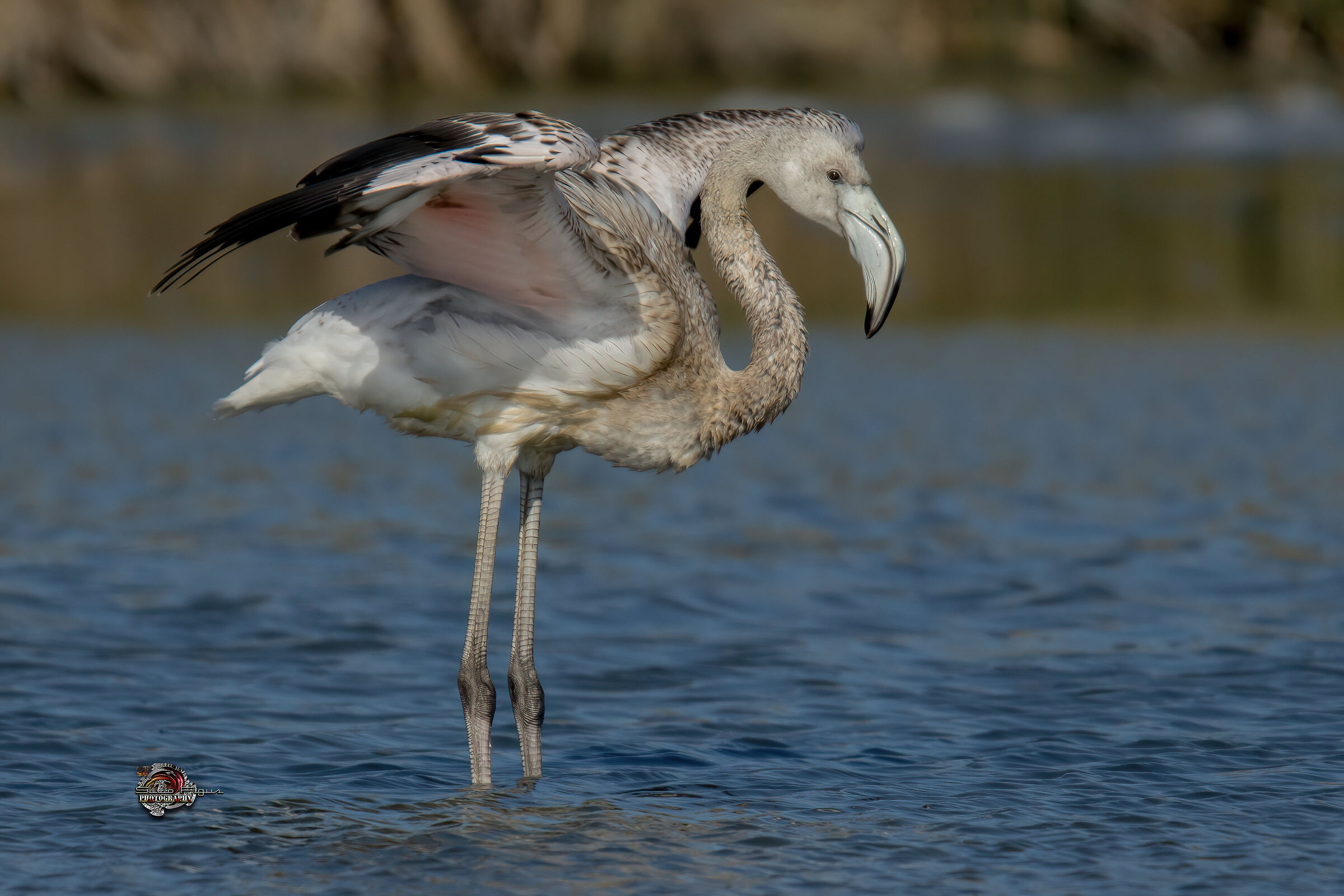 Giovane fenicottero rosa