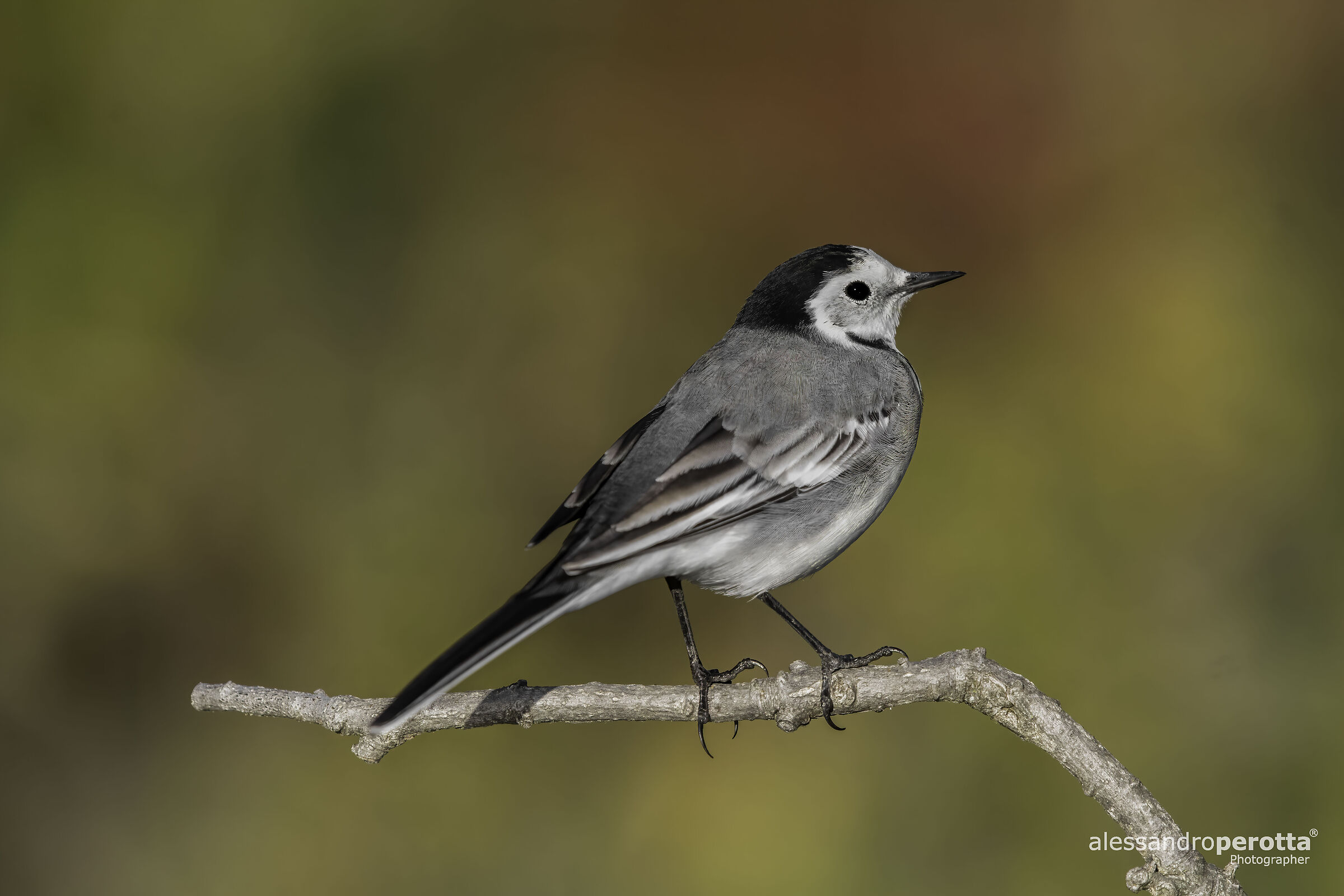 Motacilla alba