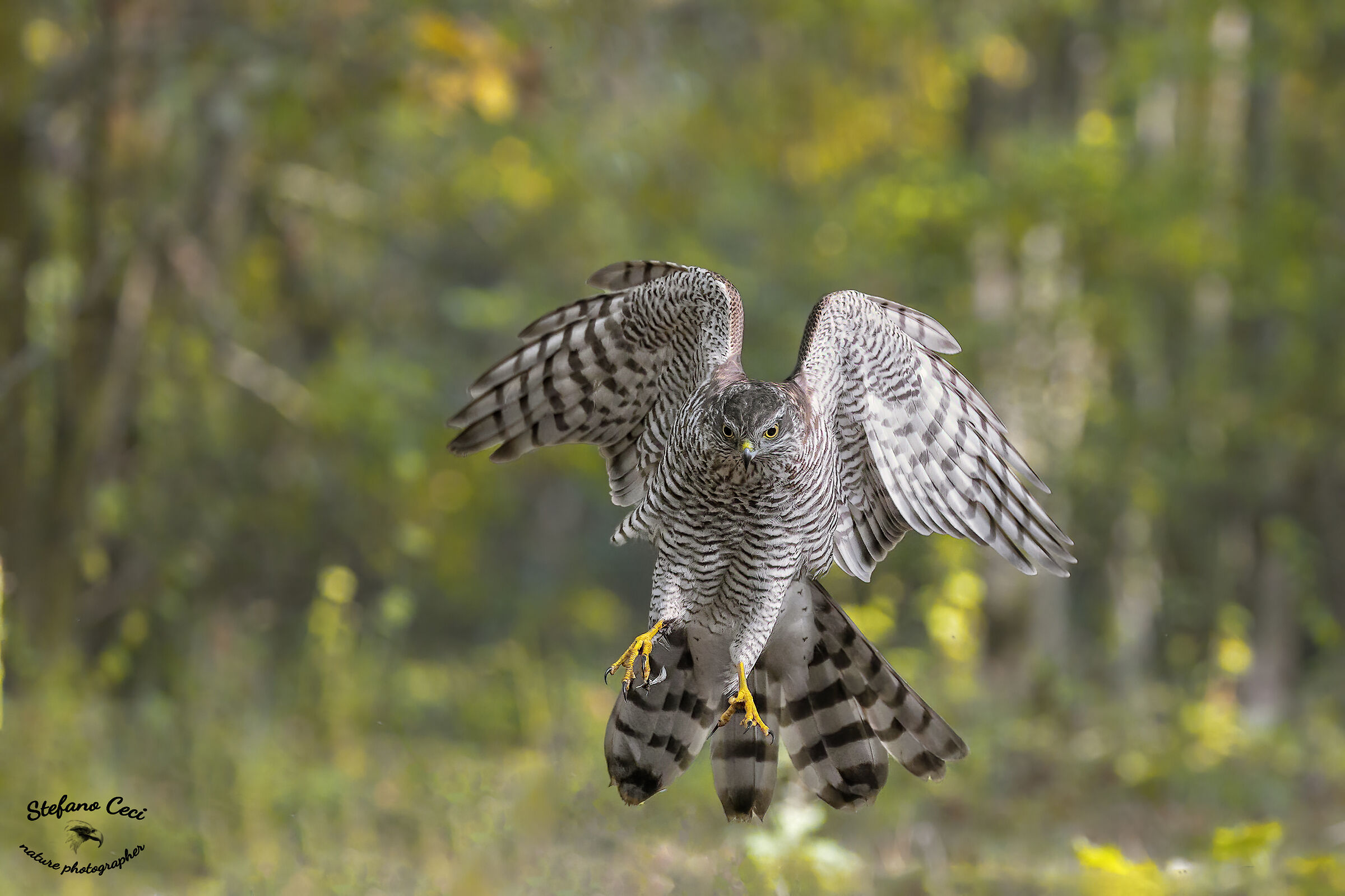 Female sparrowhawk