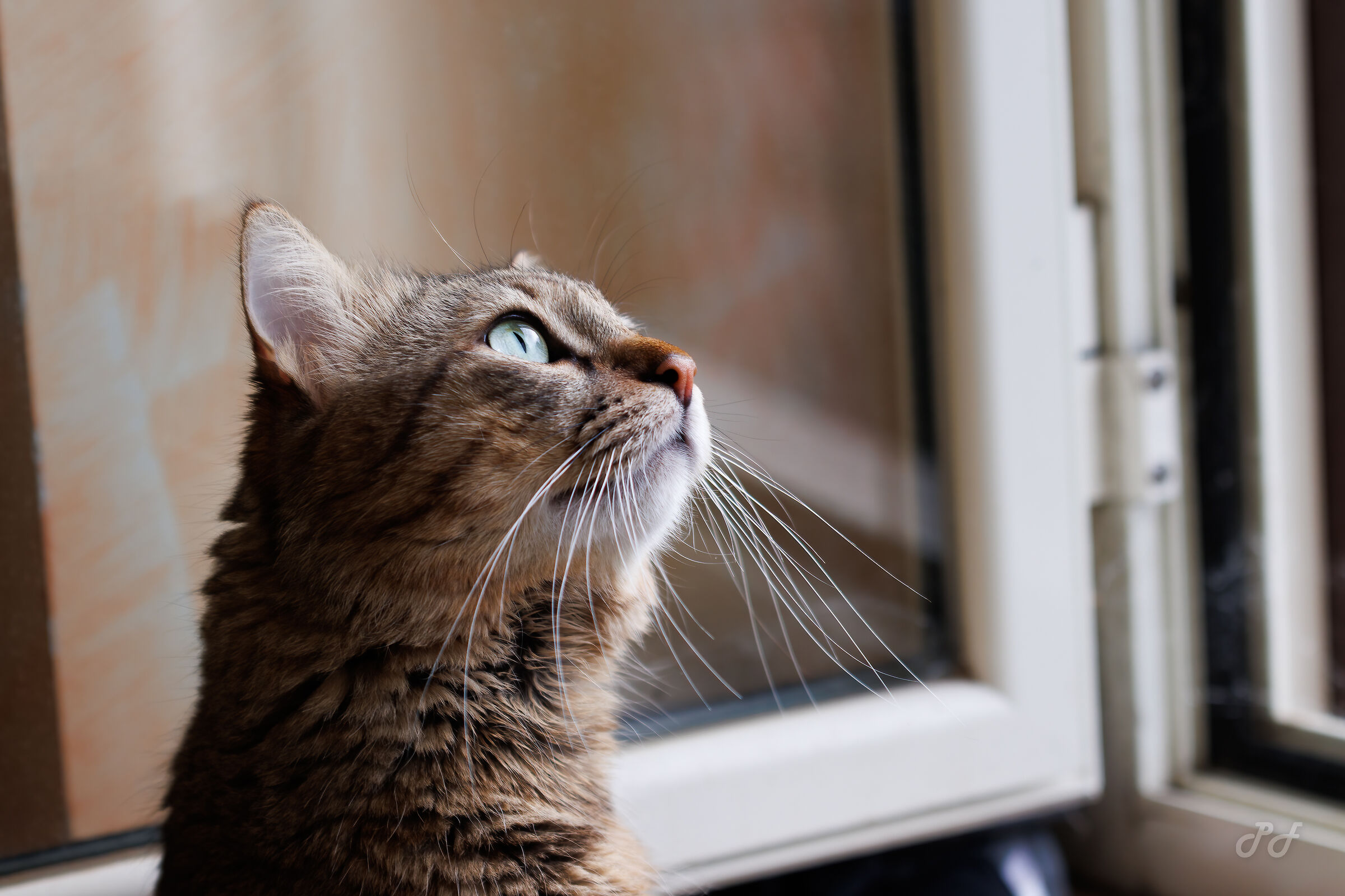 Romeo and his favorite activity