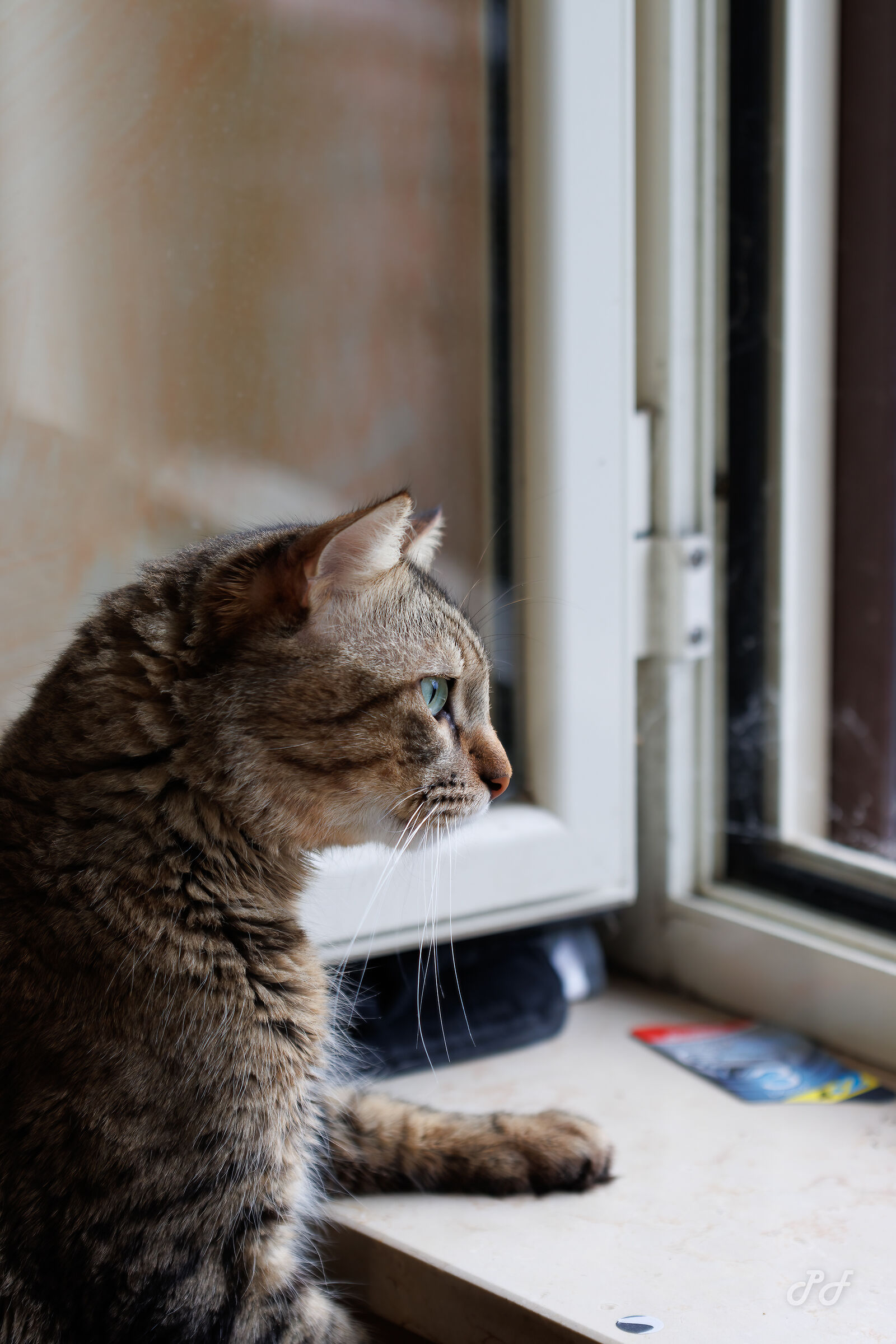 Romeo observes the world from the window