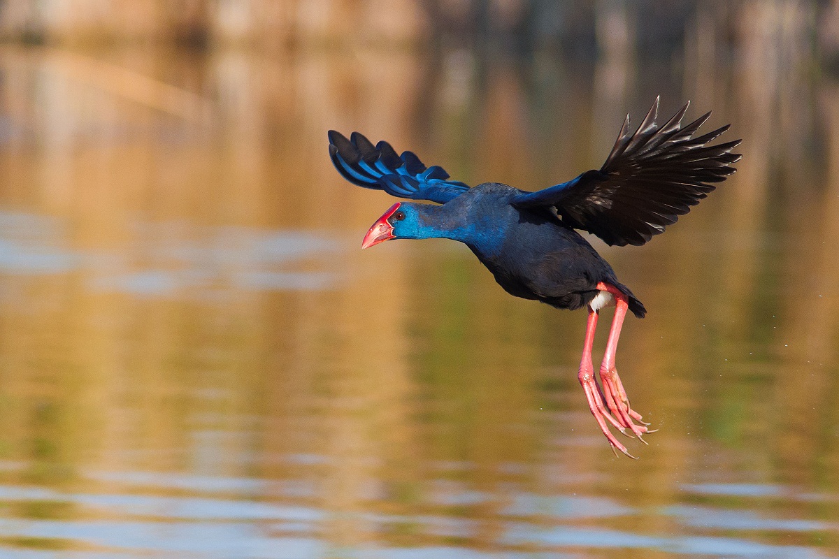 pollo sultano in volo