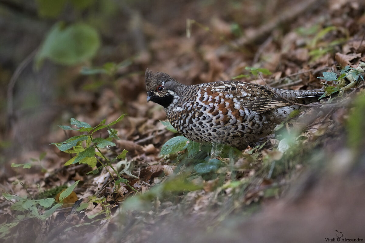 Mountain francolin
