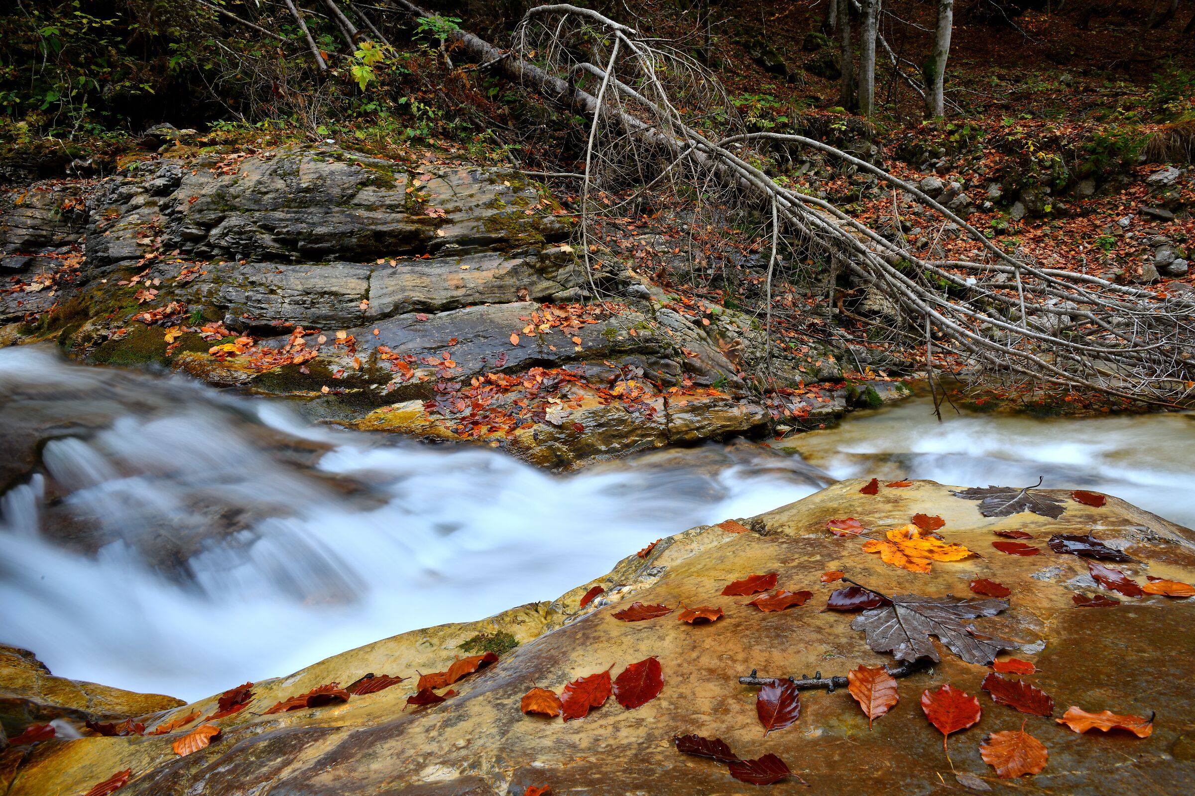 autunno lungo il torrente...