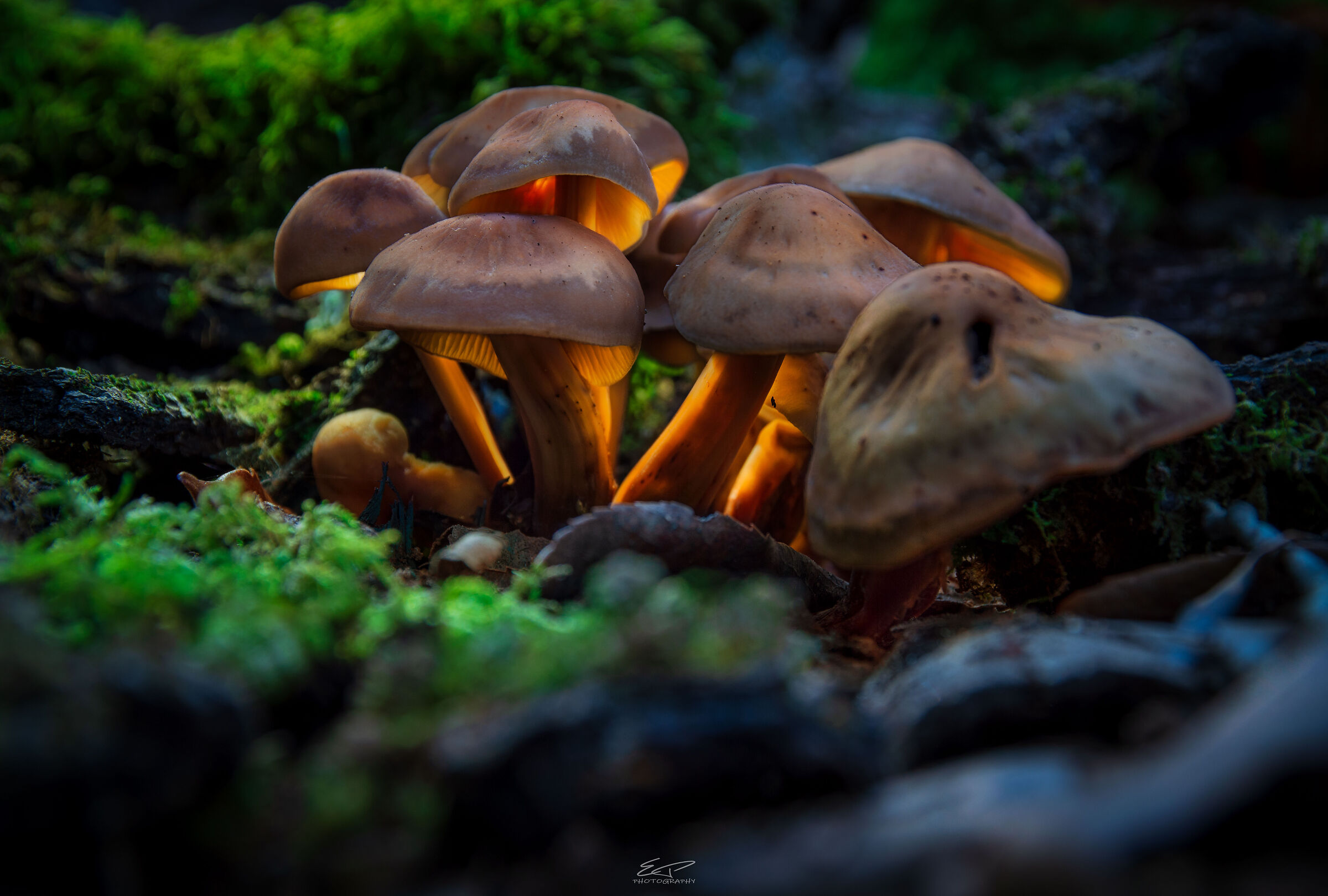 Glowing Mushrooms.
