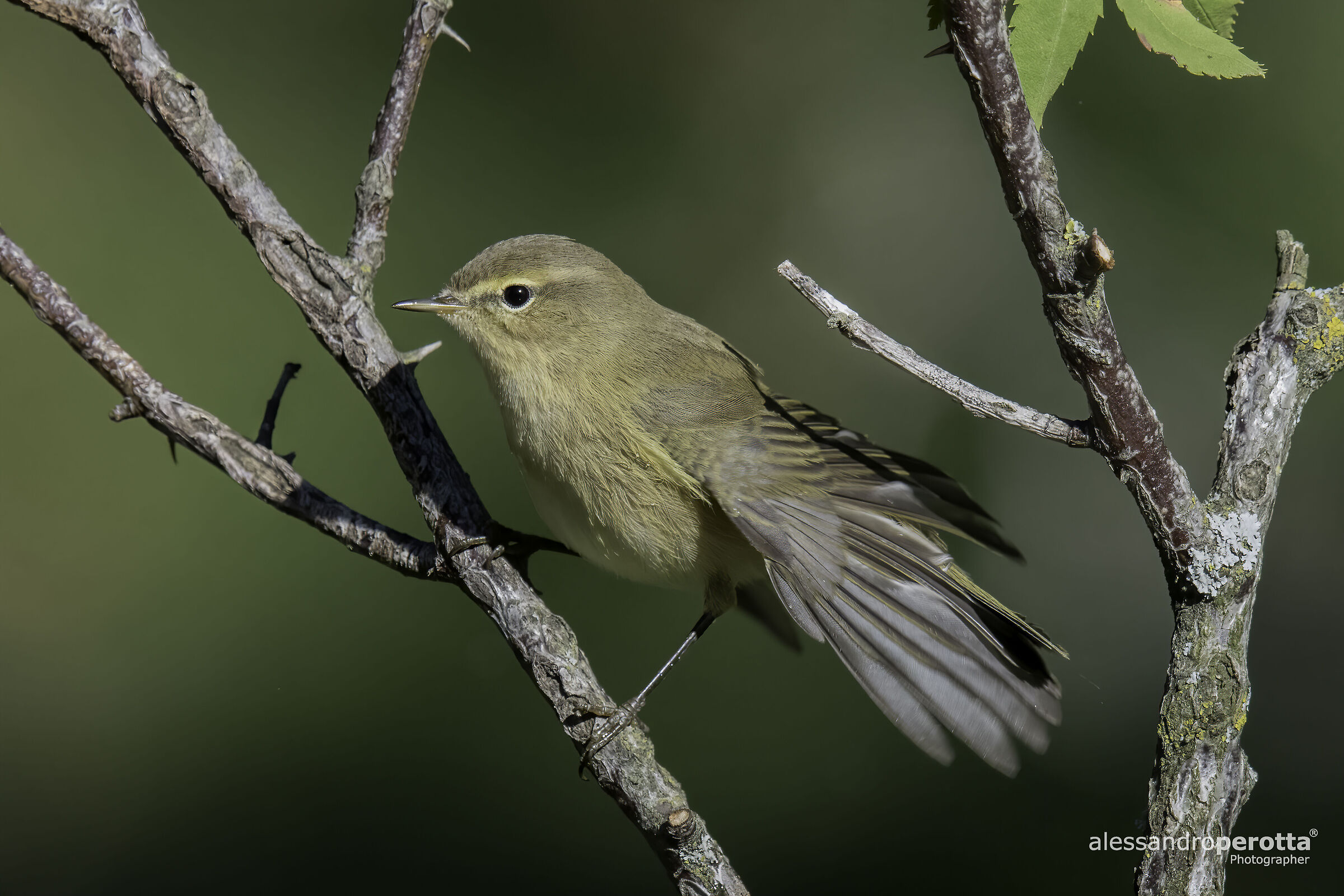 Phylloscopus collybita