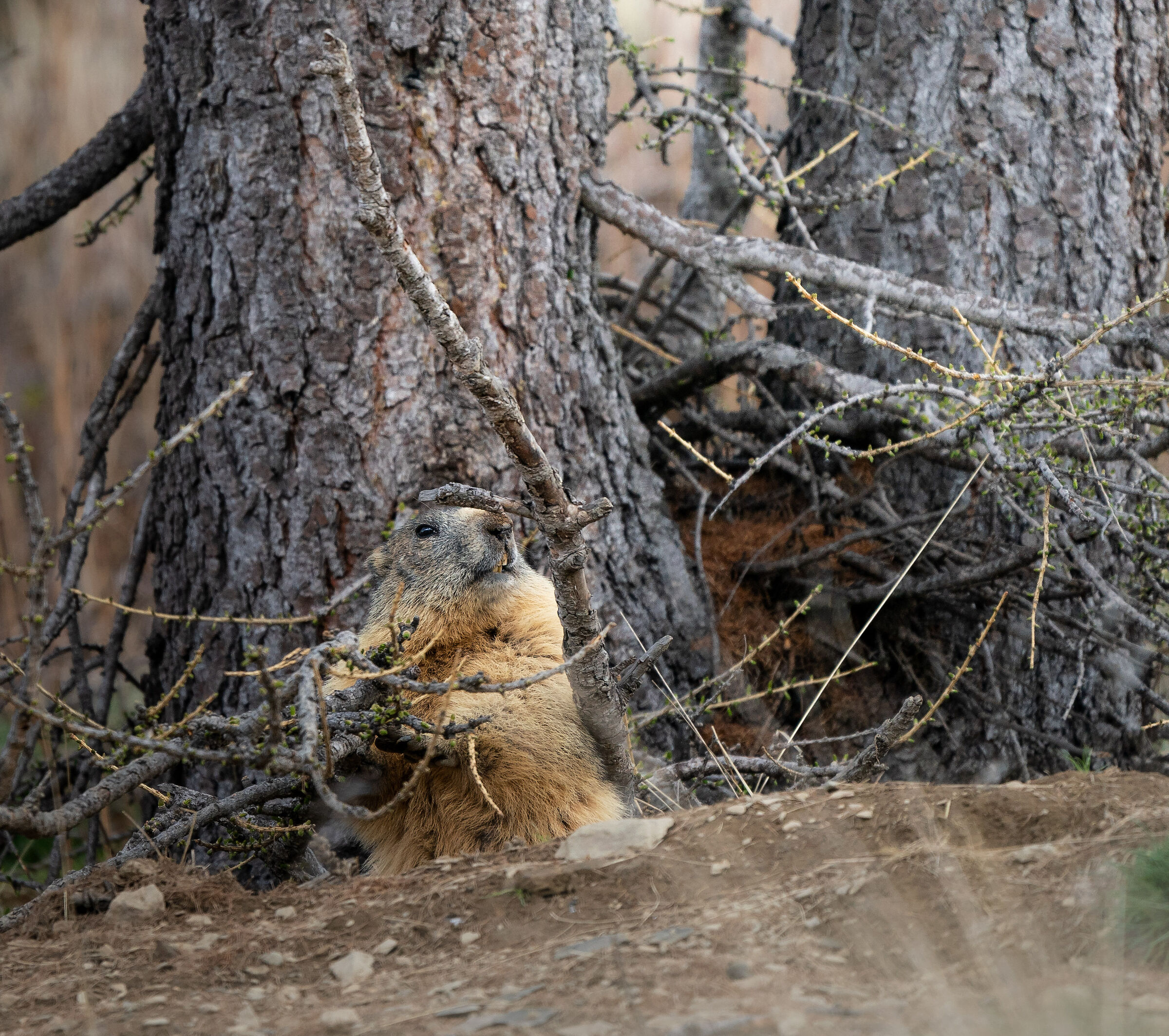 Marmotta fra i Larici
