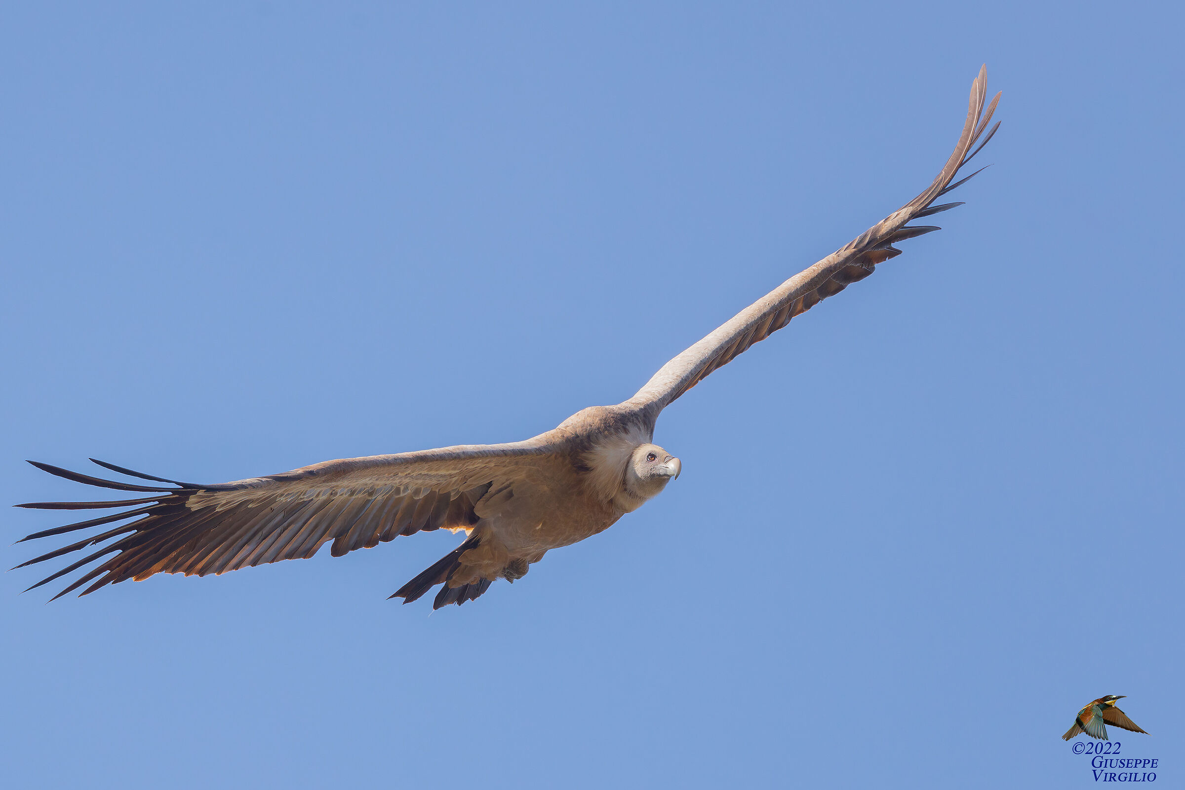 Grifone - Gyps fulvus (Linneo, 1758)  (Sardegna 2022)