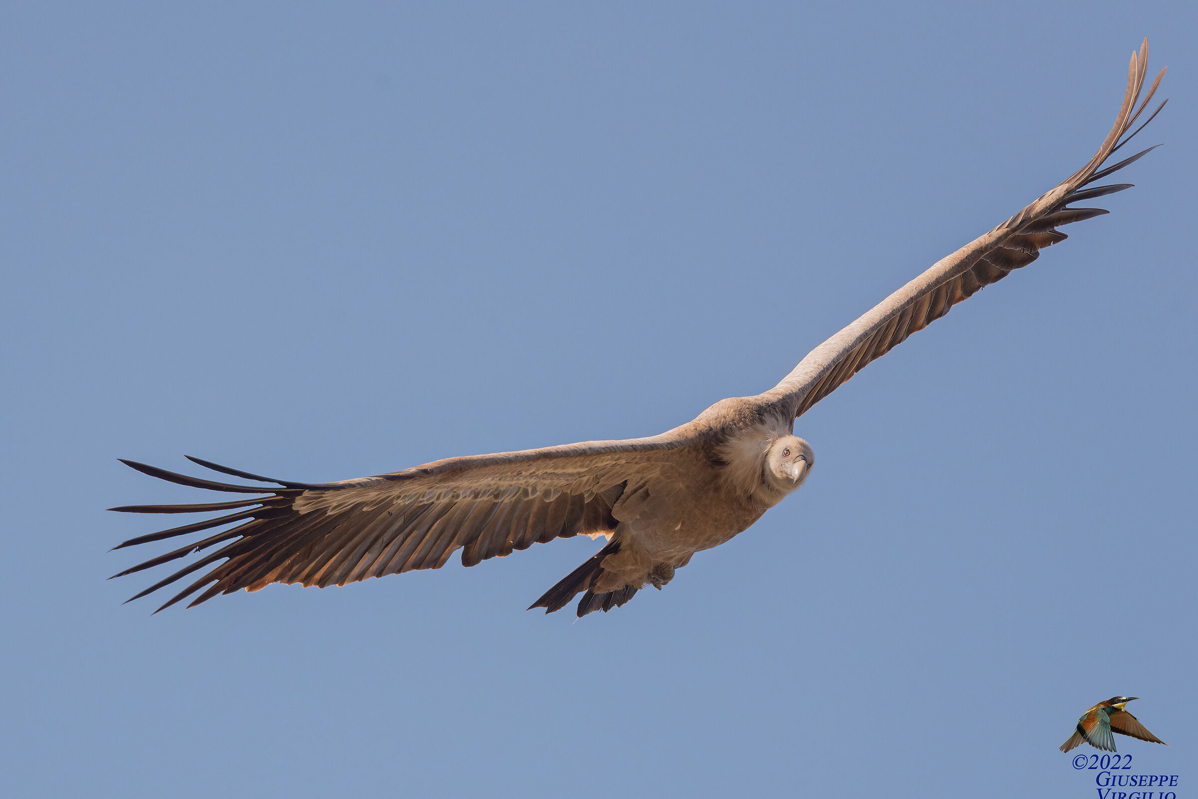 Griffon vulture - fulvus (Linnaeus, 1758) (Sardinia 2022)