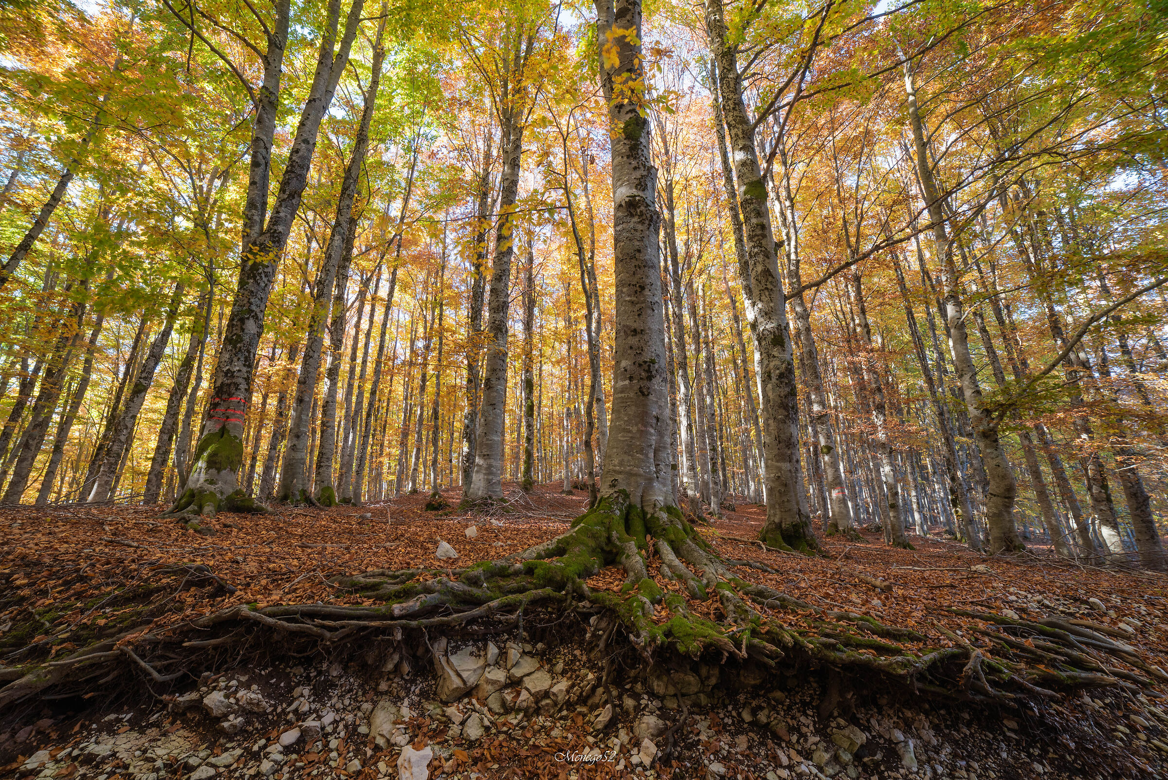 foliage a monte Livata