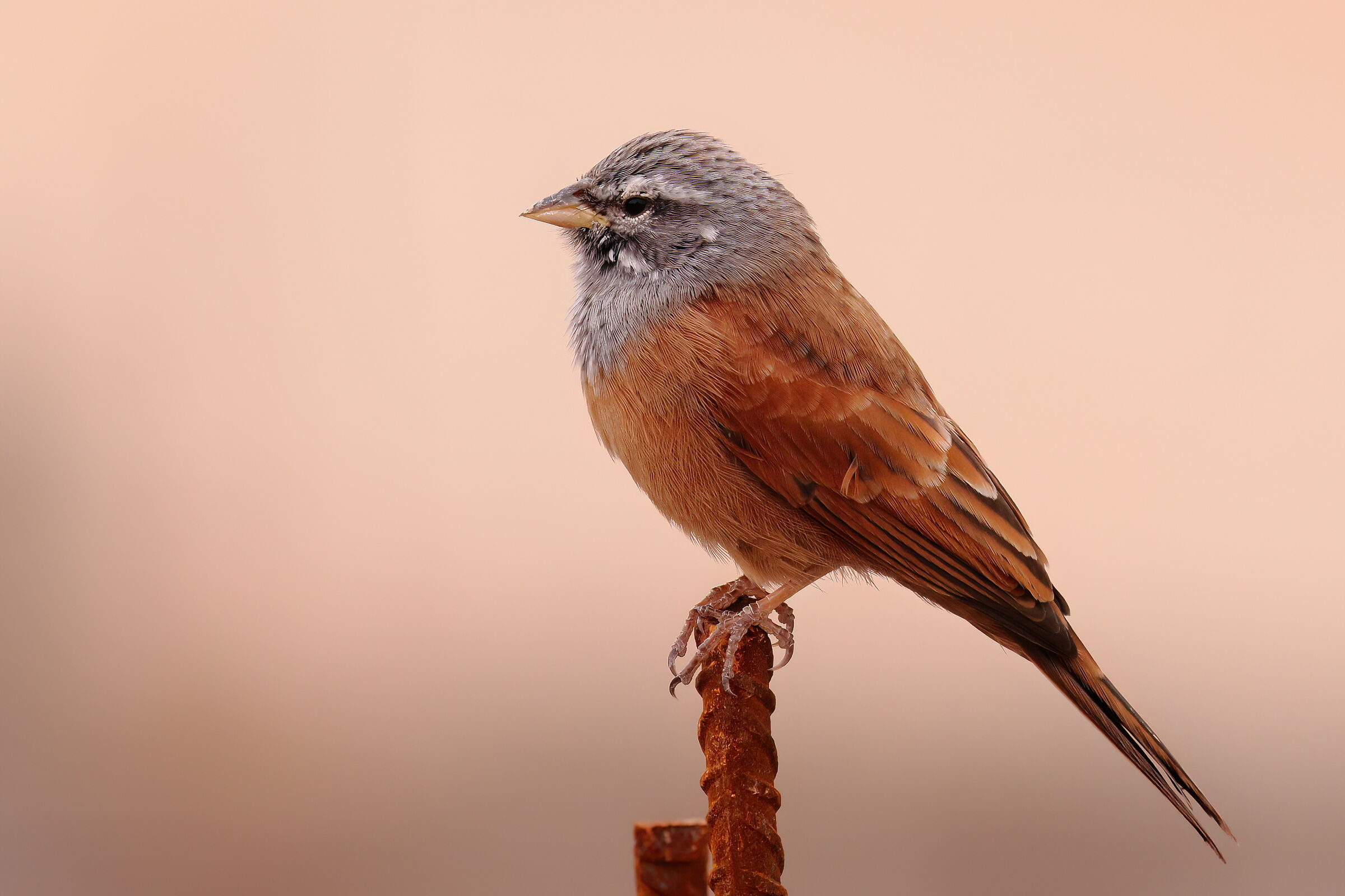 Awakening in Marrakech