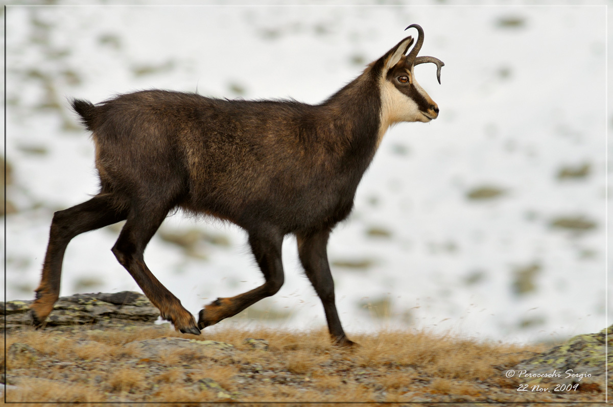 The strange horn of the chamois