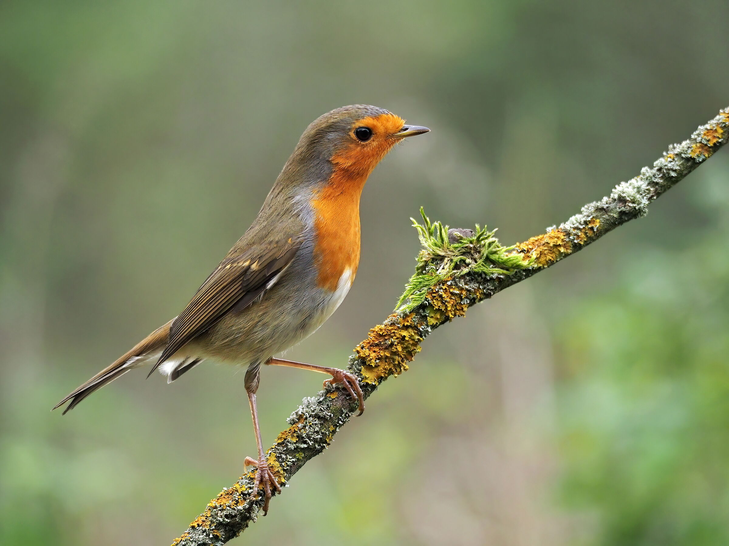 Erithacus rubecula