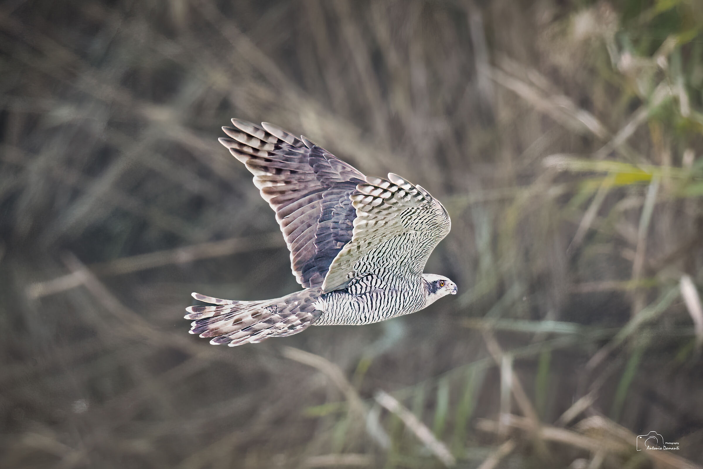 Goshawk