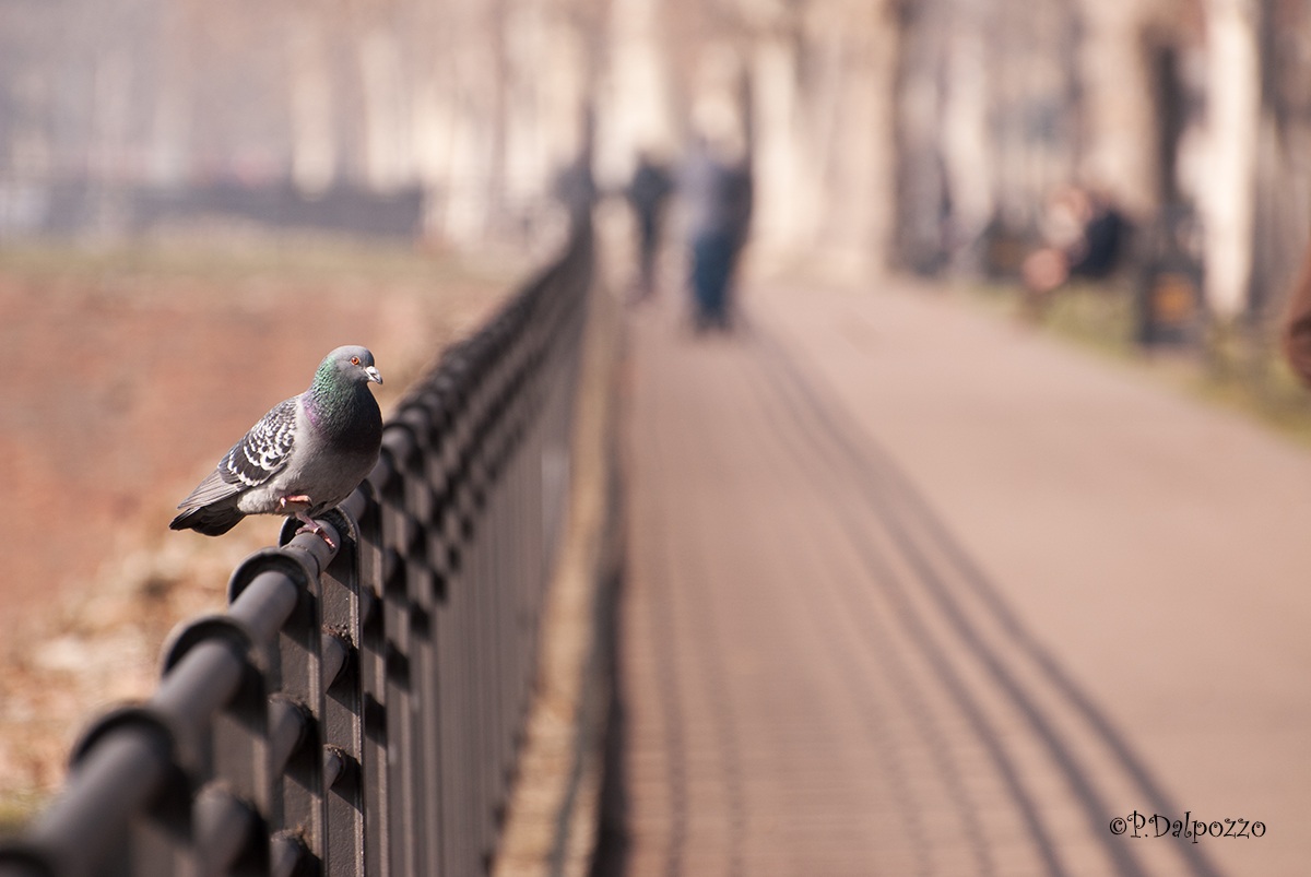 Piacenza, Faxhall (ex pubblico passeggio)