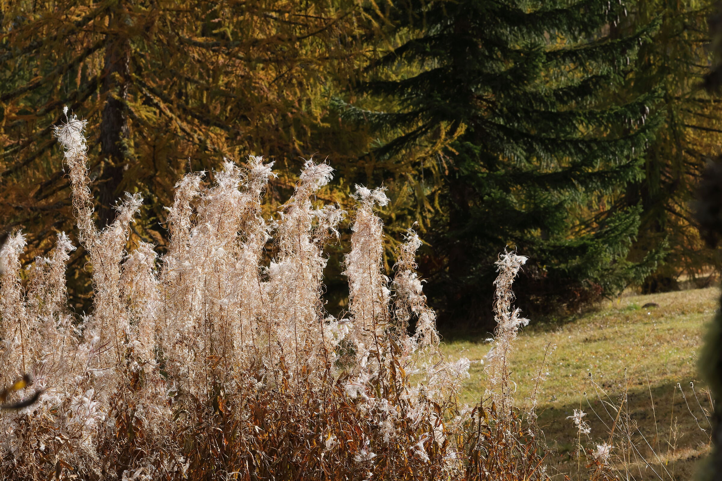 Prati dell'Armentara in autunno