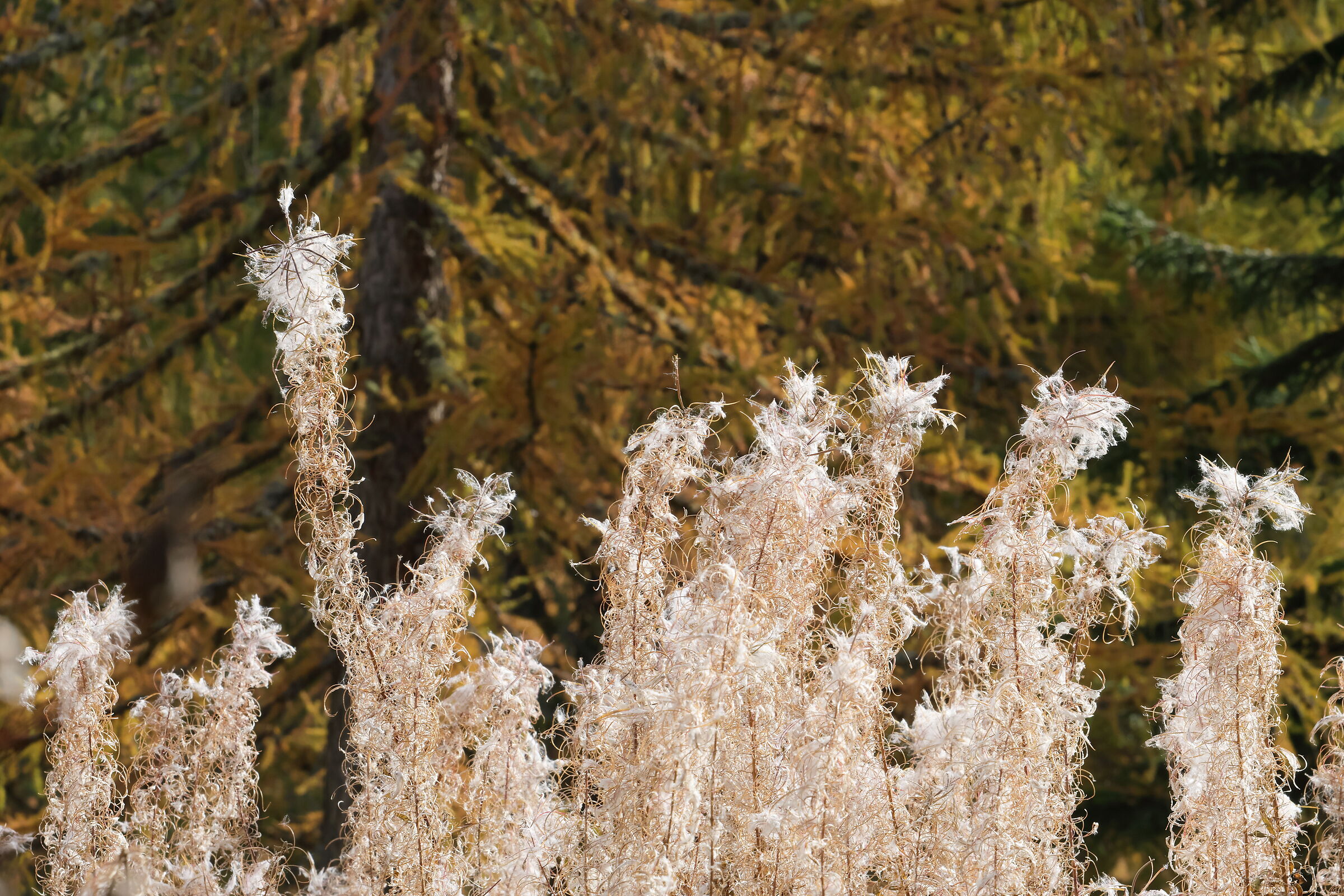 Prati dell'Armentara in autunno