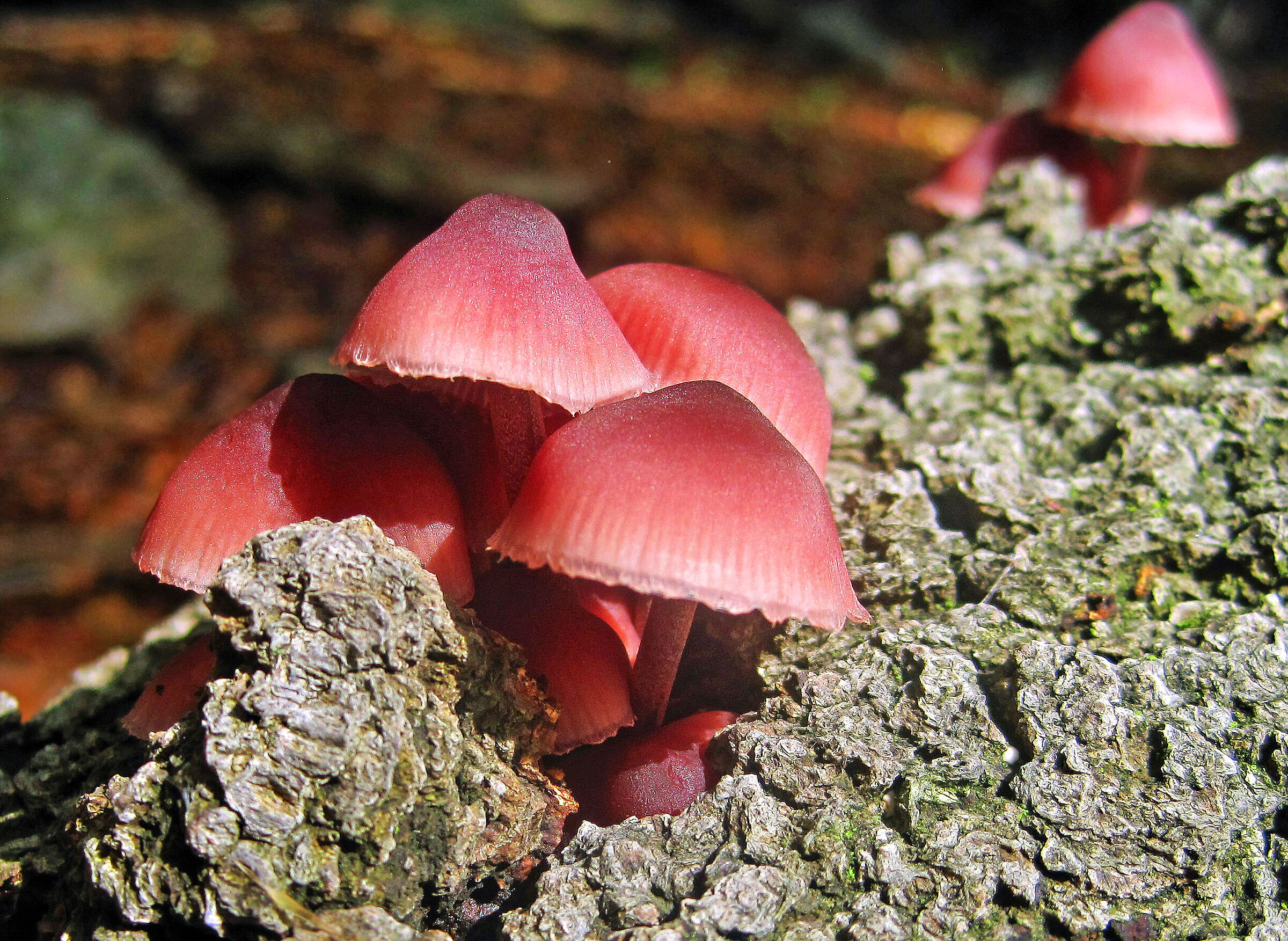 Mycena haematopus