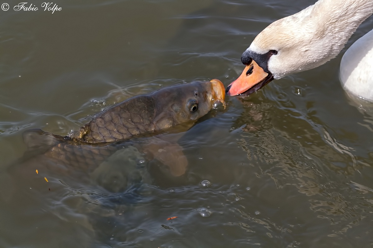 Seems to love .. but it's war