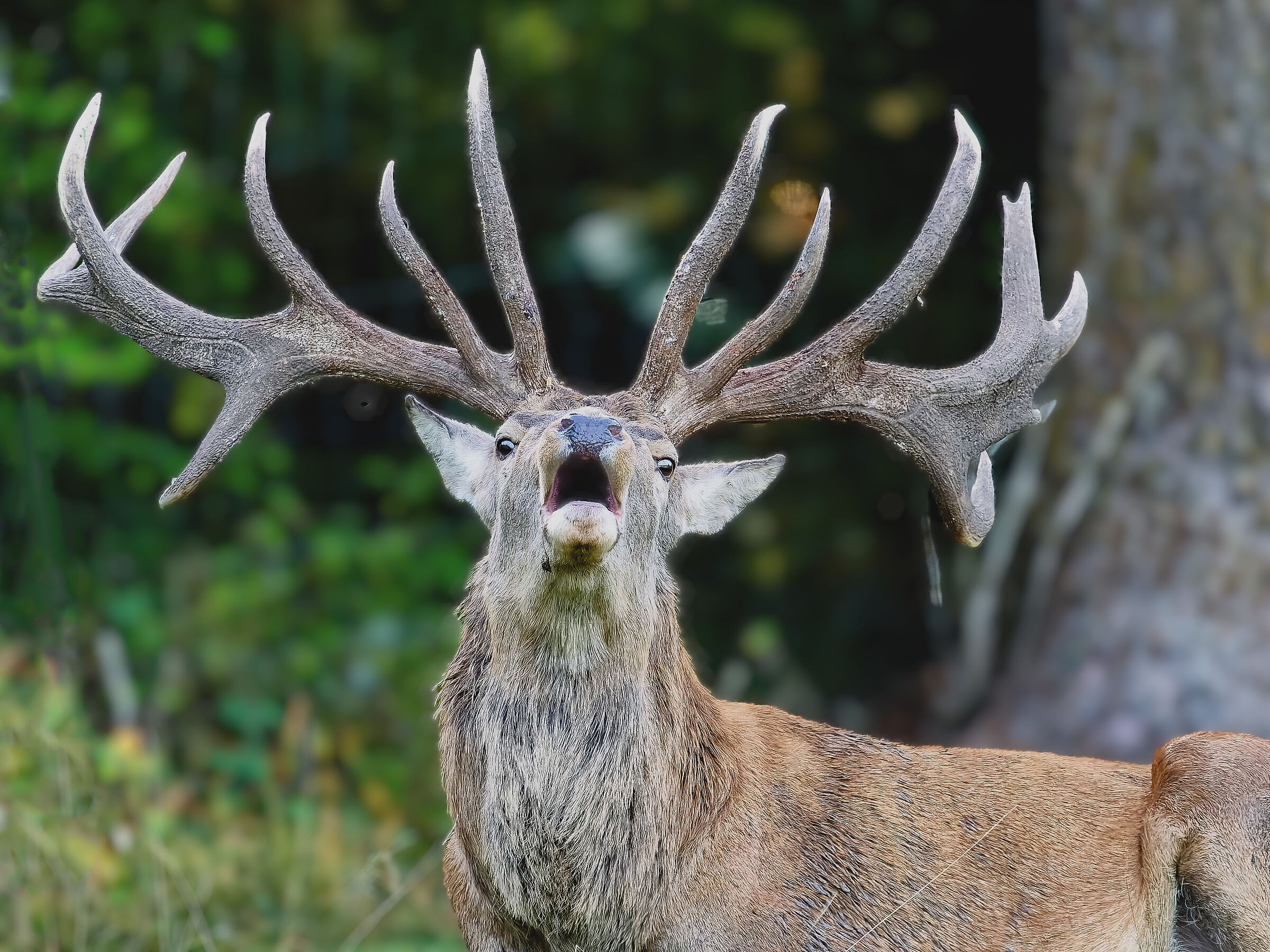 The Lord of the Forest