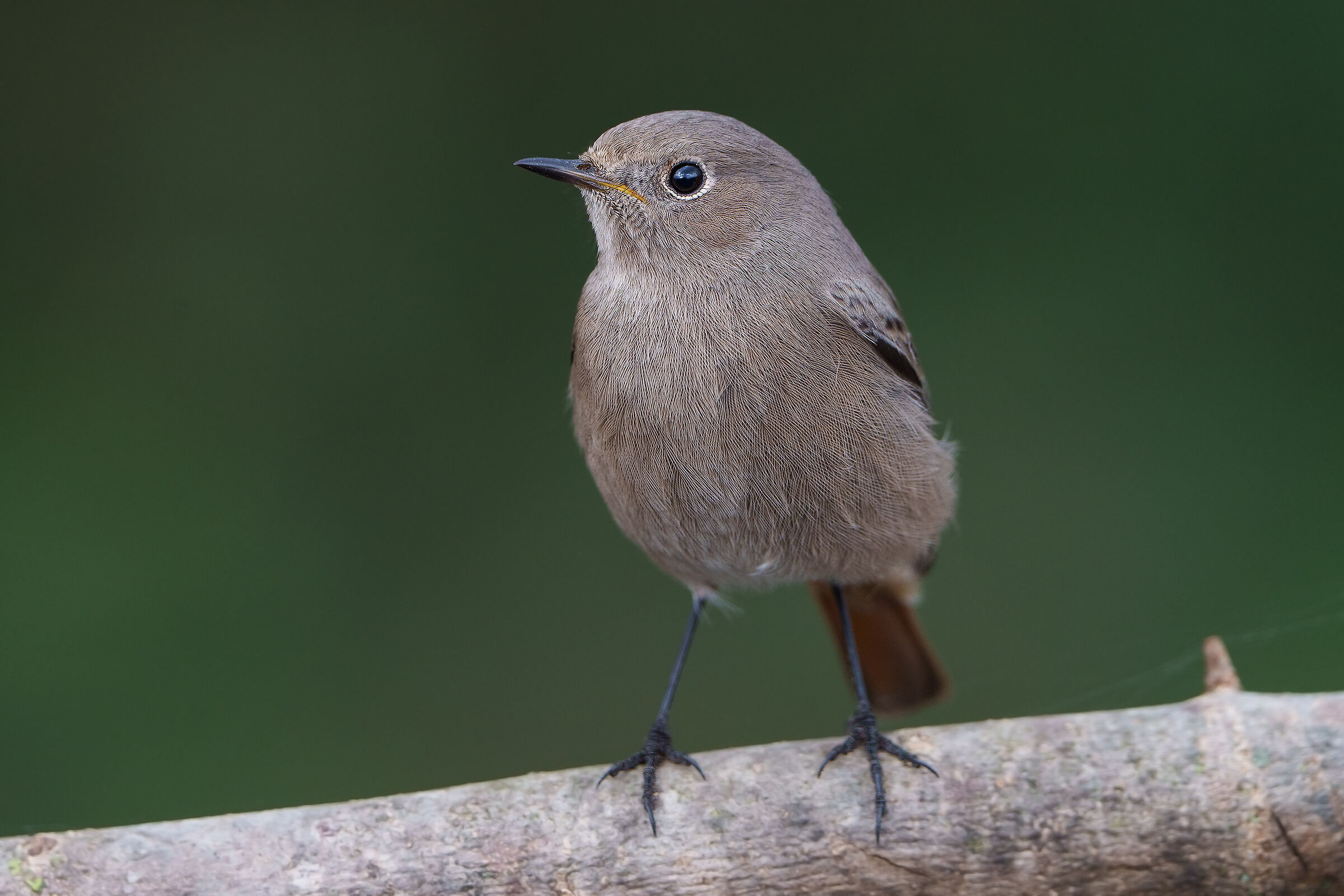 Redstart Chimney sweep female or young last brood