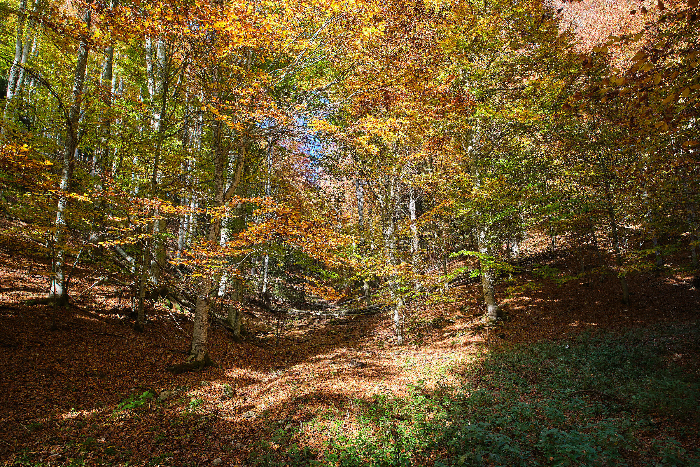 The beeches of Cansiglio